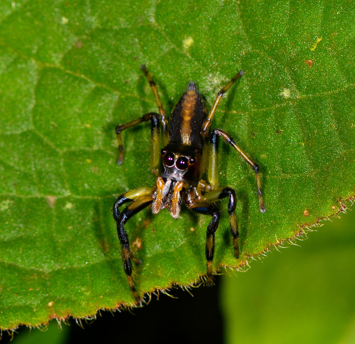 Jumping spider on leaf - frontal, La Isla Escondida, Colombia Narrow head, striped legs showing black, orange and yellow segments. Orange pedipalp, dark head.<br />
<figure class="photo"><a href="https://www.jungledragon.com/image/72163/jumping_spider_on_leaf_la_isla_escondida_colombia.html" title="Jumping spider on leaf, La Isla Escondida, Colombia"><img src="https://s3.amazonaws.com/media.jungledragon.com/images/2/72163_thumb.jpg?AWSAccessKeyId=05GMT0V3GWVNE7GGM1R2&Expires=1769040010&Signature=KW1zmR0I3XNvB17DTF9rZ8k6W6c%3D" width="200" height="134" alt="Jumping spider on leaf, La Isla Escondida, Colombia Narrow head, striped legs showing black, orange and yellow segments. Orange pedipalp, dark head.<br />
https://www.jungledragon.com/image/72165/jumping_spider_on_leaf_-_frontal_la_isla_escondida_colombia.html<br />
https://www.jungledragon.com/image/72166/jumping_spider_on_leaf_-_closeup_la_isla_escondida_colombia.html<br />
https://www.jungledragon.com/image/72164/jumping_spider_on_leaf_-_macro_la_isla_escondida_colombia.html Colombia,Colombia 2018,Colombia South,La Isla Escondida,Putumayo,South America,World" /></a></figure><br />
<figure class="photo"><a href="https://www.jungledragon.com/image/72166/jumping_spider_on_leaf_-_closeup_la_isla_escondida_colombia.html" title="Jumping spider on leaf - closeup, La Isla Escondida, Colombia"><img src="https://s3.amazonaws.com/media.jungledragon.com/images/2/72166_thumb.jpg?AWSAccessKeyId=05GMT0V3GWVNE7GGM1R2&Expires=1769040010&Signature=M4DI1In5zAu0pplz3cDNyEbWXyY%3D" width="200" height="166" alt="Jumping spider on leaf - closeup, La Isla Escondida, Colombia Narrow head, striped legs showing black, orange and yellow segments. Orange pedipalp, dark head.<br />
https://www.jungledragon.com/image/72163/jumping_spider_on_leaf_la_isla_escondida_colombia.html<br />
https://www.jungledragon.com/image/72165/jumping_spider_on_leaf_-_frontal_la_isla_escondida_colombia.html<br />
https://www.jungledragon.com/image/72164/jumping_spider_on_leaf_-_macro_la_isla_escondida_colombia.html Colombia,Colombia 2018,Colombia South,La Isla Escondida,Putumayo,South America,World" /></a></figure><br />
<figure class="photo"><a href="https://www.jungledragon.com/image/72164/jumping_spider_on_leaf_-_macro_la_isla_escondida_colombia.html" title="Jumping spider on leaf - macro, La Isla Escondida, Colombia"><img src="https://s3.amazonaws.com/media.jungledragon.com/images/2/72164_thumb.jpg?AWSAccessKeyId=05GMT0V3GWVNE7GGM1R2&Expires=1769040010&Signature=HjiURnjVZRhIHWEgVKSFqC3joBM%3D" width="200" height="146" alt="Jumping spider on leaf - macro, La Isla Escondida, Colombia Narrow head, striped legs showing black, orange and yellow segments. Orange pedipalp, dark head.<br />
https://www.jungledragon.com/image/72163/jumping_spider_on_leaf_la_isla_escondida_colombia.html<br />
https://www.jungledragon.com/image/72165/jumping_spider_on_leaf_-_frontal_la_isla_escondida_colombia.html<br />
https://www.jungledragon.com/image/72166/jumping_spider_on_leaf_-_closeup_la_isla_escondida_colombia.html Colombia,Colombia 2018,Colombia South,La Isla Escondida,Putumayo,South America,World" /></a></figure> Colombia,Colombia 2018,Colombia South,La Isla Escondida,Putumayo,South America,World
