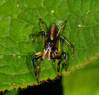 Jumping spider on leaf - frontal, La Isla Escondida, Colombia Narrow head, striped legs showing black, orange and yellow segments. Orange pedipalp, dark head.<br />
https://www.jungledragon.com/image/72163/jumping_spider_on_leaf_la_isla_escondida_colombia.html<br />
https://www.jungledragon.com/image/72166/jumping_spider_on_leaf_-_closeup_la_isla_escondida_colombia.html<br />
https://www.jungledragon.com/image/72164/jumping_spider_on_leaf_-_macro_la_isla_escondida_colombia.html Colombia,Colombia 2018,Colombia South,La Isla Escondida,Putumayo,South America,World