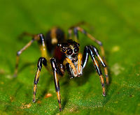 Jumping spider on leaf - closeup, La Isla Escondida, Colombia Narrow head, striped legs showing black, orange and yellow segments. Orange pedipalp, dark head.<br />
https://www.jungledragon.com/image/72163/jumping_spider_on_leaf_la_isla_escondida_colombia.html<br />
https://www.jungledragon.com/image/72165/jumping_spider_on_leaf_-_frontal_la_isla_escondida_colombia.html<br />
https://www.jungledragon.com/image/72164/jumping_spider_on_leaf_-_macro_la_isla_escondida_colombia.html Colombia,Colombia 2018,Colombia South,La Isla Escondida,Putumayo,South America,World