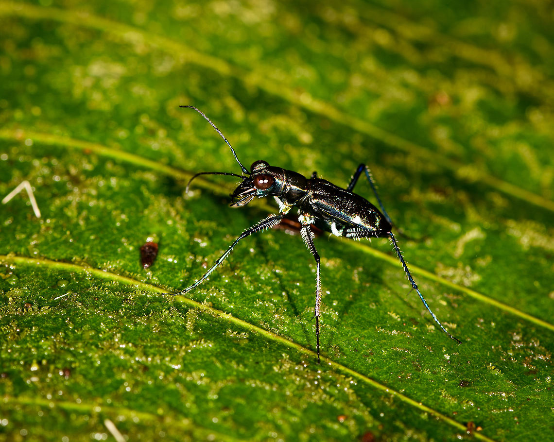Dark Tiger Beetle, La Isla Escondida, Colombia Found higher up, so not on the ground. All black body with white hairs on the legs, which are very lengthy. Colombia,Colombia 2018,Colombia South,La Isla Escondida,Putumayo,South America,World