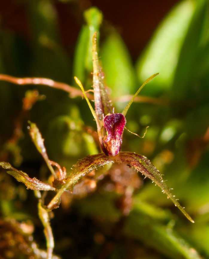 Muscarella sp. - closeup, La Isla Escondida, Colombia I figured this to be a lepanthes sp. but it's another genus of miniature orchids called Muscarella. These frontal angles only show the "lip" of the flowering plant which unfortunately is not enough for species identification. Still, I hope these photos give a good feel of how impossibly tiny miniature orchids are.<br />
<figure class="photo"><a href="https://www.jungledragon.com/image/72169/muscarella_sp._la_isla_escondida_colombia.html" title="Muscarella sp., La Isla Escondida, Colombia"><img src="https://s3.amazonaws.com/media.jungledragon.com/images/2/72169_thumb.jpg?AWSAccessKeyId=05GMT0V3GWVNE7GGM1R2&Expires=1770854410&Signature=5PrV4RzR8h7%2F9yEILb6OgcG5oJs%3D" width="200" height="134" alt="Muscarella sp., La Isla Escondida, Colombia I figured this to be a lepanthes sp. but it's another genus of miniature orchids called Muscarella. These frontal angles only show the "lip" of the flowering plant which unfortunately is not enough for species identification. Still, I hope these photos give a good feel of how impossibly tiny miniature orchids are.<br />
https://www.jungledragon.com/image/72168/muscarella_sp._-_closeup_la_isla_escondida_colombia.html Colombia,Colombia 2018,Colombia South,La Isla Escondida,Putumayo,South America,World" /></a></figure> Colombia,Colombia 2018,Colombia South,La Isla Escondida,Putumayo,South America,World