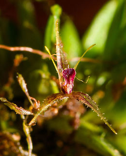 Muscarella sp. - closeup, La Isla Escondida, Colombia I figured this to be a lepanthes sp. but it's another genus of miniature orchids called Muscarella. These frontal angles only show the "lip" of the flowering plant which unfortunately is not enough for species identification. Still, I hope these photos give a good feel of how impossibly tiny miniature orchids are.
https://www.jungledragon.com/image/72169/muscarella_sp._la_isla_escondida_colombia.html Colombia,Colombia 2018,Colombia South,La Isla Escondida,Putumayo,South America,World