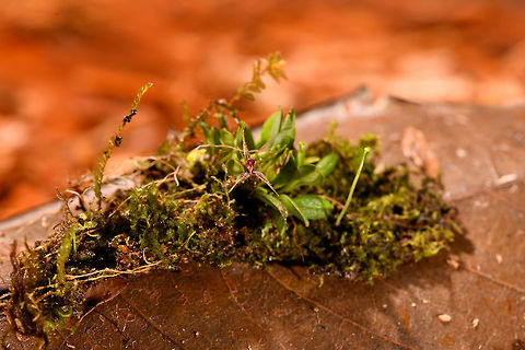 Muscarella sp., La Isla Escondida, Colombia I figured this to be a lepanthes sp. but it's another genus of miniature orchids called Muscarella. These frontal angles only show the "lip" of the flowering plant which unfortunately is not enough for species identification. Still, I hope these photos give a good feel of how impossibly tiny miniature orchids are.
https://www.jungledragon.com/image/72168/muscarella_sp._-_closeup_la_isla_escondida_colombia.html Colombia,Colombia 2018,Colombia South,La Isla Escondida,Putumayo,South America,World