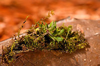 Muscarella sp., La Isla Escondida, Colombia I figured this to be a lepanthes sp. but it's another genus of miniature orchids called Muscarella. These frontal angles only show the "lip" of the flowering plant which unfortunately is not enough for species identification. Still, I hope these photos give a good feel of how impossibly tiny miniature orchids are.<br />
https://www.jungledragon.com/image/72168/muscarella_sp._-_closeup_la_isla_escondida_colombia.html Colombia,Colombia 2018,Colombia South,La Isla Escondida,Putumayo,South America,World