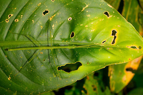 Lengthy green phasmid, La Isla Escondida, Colombia All-green body, legs and antennae. Yellow eyes. Total length about 8-10cm.
https://www.jungledragon.com/image/72171/lengthy_green_phasmid_-_head_la_isla_escondida_colombia.html Colombia,Colombia 2018,Colombia South,La Isla Escondida,Putumayo,South America,World