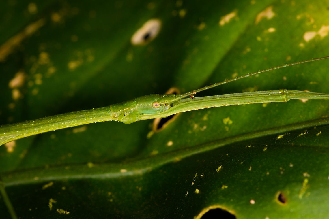 Lengthy green phasmid - head, La Isla Escondida, Colombia All-green body, legs and antennae. Yellow eyes. Total length about 8-10cm.<br />
<figure class="photo"><a href="https://www.jungledragon.com/image/72170/lengthy_green_phasmid_la_isla_escondida_colombia.html" title="Lengthy green phasmid, La Isla Escondida, Colombia"><img src="https://s3.amazonaws.com/media.jungledragon.com/images/2/72170_thumb.jpg?AWSAccessKeyId=05GMT0V3GWVNE7GGM1R2&Expires=1763596810&Signature=T3dqsUDaL5kk3yv1ygxmpfLyMyc%3D" width="200" height="134" alt="Lengthy green phasmid, La Isla Escondida, Colombia All-green body, legs and antennae. Yellow eyes. Total length about 8-10cm.<br />
https://www.jungledragon.com/image/72171/lengthy_green_phasmid_-_head_la_isla_escondida_colombia.html Colombia,Colombia 2018,Colombia South,La Isla Escondida,Putumayo,South America,World" /></a></figure> Colombia,Colombia 2018,Colombia South,La Isla Escondida,Putumayo,South America,World