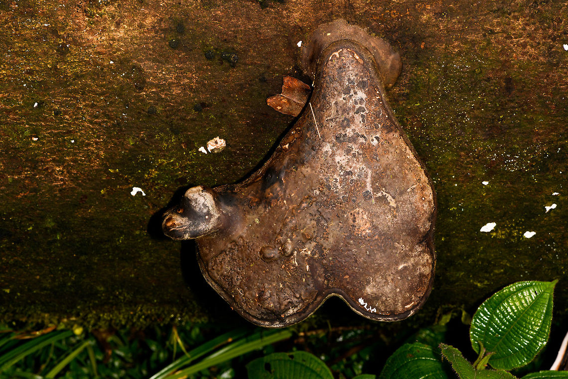 Woody Fungi, La Isla Escondida, Colombia A very large fungus found on a large tree that had fallen into a shallow stream. This is a top angle. I knocked on it and its extremely hard, like wood or even iron. It reminds me of species in the Fomes genus, but I could not get on the underside of this one.  Colombia,Colombia 2018,Colombia South,La Isla Escondida,Putumayo,South America,World