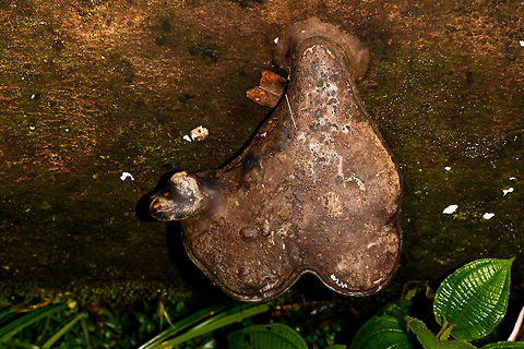 Woody Fungi, La Isla Escondida, Colombia A very large fungus found on a large tree that had fallen into a shallow stream. This is a top angle. I knocked on it and its extremely hard, like wood or even iron. It reminds me of species in the Fomes genus, but I could not get on the underside of this one.  Colombia,Colombia 2018,Colombia South,La Isla Escondida,Putumayo,South America,World