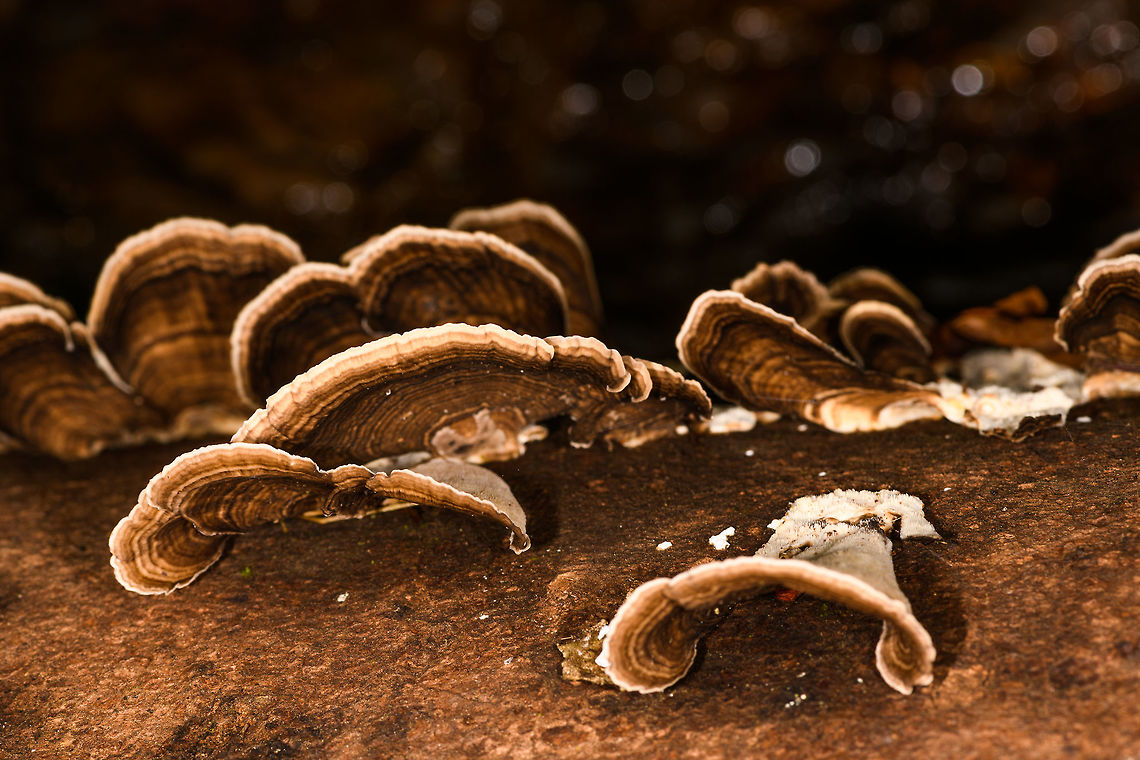 Bracket Fungi, La Isla Escondida, Colombia Found on a fallen tree. Variable in size but fairly large, a few cm across.  Colombia,Colombia 2018,Colombia South,La Isla Escondida,Putumayo,South America,World