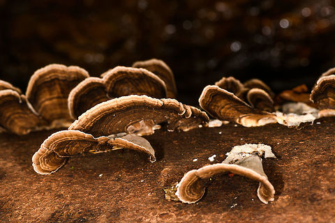 Bracket Fungi, La Isla Escondida, Colombia Found on a fallen tree. Variable in size but fairly large, a few cm across.  Colombia,Colombia 2018,Colombia South,La Isla Escondida,Putumayo,South America,World