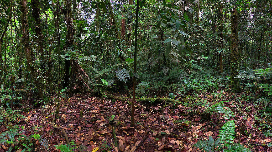 Devil's Garden, La Isla Escondida, Colombia A quick snap with the smartphone of some seemingly dull scenery. Yet there&#039;s some spectacular biology going on here...<br />
<br />
We&#039;re looking at a clearing in primary rain forest here. Yet not a man-made clearing. Which is strange, as in primary rain forests you&#039;ll be hard-pressed to find any clear area, as vegetation uses every inch of the forest floor in the battle for daylight.<br />
<br />
This natural clearing, called a Devil&#039;s Garden or Garden of Satan, is the result of the narrow tree you see in the middle. Species in the Duroia genus are capable of biochemical reactions that inhibit the growth of other plants in its surroundings. This specific species of tree is further aided by a symbiotic relation with the Lemon Ant, who helps to suppress plant growth around the tree by injecting acid into them. Not only that, the ant aggressively defends against other ant species as well as herbivores.<br />
<br />
The cost of this symbiotic relation to the tree is high: the Lemon ant will basically strip the tree clean of most of its leafs, as you can see in this shot.  Colombia,Colombia 2018,Colombia South,Duroia hirsuta,La Isla Escondida,Putumayo,South America