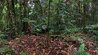 Devil's Garden, La Isla Escondida, Colombia A quick snap with the smartphone of some seemingly dull scenery. Yet there's some spectacular biology going on here...<br />
<br />
We're looking at a clearing in primary rain forest here. Yet not a man-made clearing. Which is strange, as in primary rain forests you'll be hard-pressed to find any clear area, as vegetation uses every inch of the forest floor in the battle for daylight.<br />
<br />
This natural clearing, called a Devil's Garden or Garden of Satan, is the result of the narrow tree you see in the middle. Species in the Duroia genus are capable of biochemical reactions that inhibit the growth of other plants in its surroundings. This specific species of tree is further aided by a symbiotic relation with the Lemon Ant, who helps to suppress plant growth around the tree by injecting acid into them. Not only that, the ant aggressively defends against other ant species as well as herbivores.<br />
<br />
The cost of this symbiotic relation to the tree is high: the Lemon ant will basically strip the tree clean of most of its leafs, as you can see in this shot.  Colombia,Colombia 2018,Colombia South,Duroia hirsuta,La Isla Escondida,Putumayo,South America