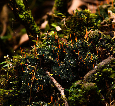 Orange Fungi/Lichen, La Isla Escondida, Colombia Found growing on moss (I think). Fruiting body is a beautiful fire-like yellow to orange. Length about 1-2cm. Colombia,Colombia 2018,Colombia South,La Isla Escondida,Putumayo,South America,World