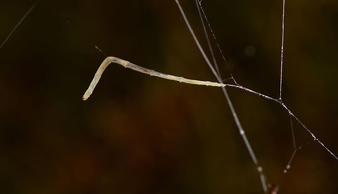Fungus Gnat Larvae - clear, La Isla Escondida, Colombia Here comes a puzzling observation. On our path we found a giant fallen tree that was overarching the path diagonally, and looked like it had been in that position for years. On the backside of this fallen tree, we saw clusters of silk wires hanging down. Like singular silk lines in a vertical orientation joining up into a horizontal lines above it. 

At the end of each cluster, we found some weird predatory worm-like creatures. After some research, these are likely the larvae of a specific species of Fungus Gnats (which are small flies). This particular hunting behavior is documented for this Australian/NZ genus:

https://en.wikipedia.org/wiki/Arachnocampa

This cool illustration does a creative job of documenting their way of life:
http://photos1.blogger.com/blogger/4869/2549/1600/bugfinalweb.0.jpg

They glow to attract prey, hang out lures, then pull up the wire to feed on the prey, which may include themselves (cannibalism). They are typically found in caves or deeply into the rain forest as their web structures cannot tolerate any wind. 

What we found seemed extremely similar to the description of Arachnocampa, but we're obviously way out of range. Another known case closer to Colombia is the North American species Orfelia fultoni. I haven't found much else yet on South American species.

Here's a video of the initial discovery:
https://www.youtube.com/watch?v=YR4v19HKPD4
I don't know what's up with the sound. My smartphone led a creepy life of its own in this jungle, including recording videos I didn't even initiate. 

The larvae are tiny and light, partly translucent. In the series you can see a pure white individual as well as an individual with dark bulbs. I don't know what the bulbs are, theory for now is digestion. 

https://www.jungledragon.com/image/72192/fungus_gnat_larvae_la_isla_escondida_colombia.html
https://www.jungledragon.com/image/72193/fungus_gnat_larvae_-_individual_la_isla_escondida_colombia.html
https://www.jungledragon.com/image/72194/fungus_gnat_larvae_-_hunting_la_isla_escondida_colombia.html
https://www.jungledragon.com/image/72191/fungus_gnat_larvae_-_macro_la_isla_escondida_colombia.html

And finally, you absolutely MUST watch this video of the New Zealand species:

https://www.youtube.com/watch?v=JC41M7RPSec Colombia,Colombia 2018,Colombia South,La Isla Escondida,Putumayo,South America,World