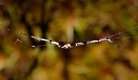 Fungus Gnat Larvae - macro, La Isla Escondida, Colombia Here comes a puzzling observation. On our path we found a giant fallen tree that was overarching the path diagonally, and looked like it had been in that position for years. On the backside of this fallen tree, we saw clusters of silk wires hanging down. Like singular silk lines in a vertical orientation joining up into a horizontal lines above it. <br />
<br />
At the end of each cluster, we found some weird predatory worm-like creatures. After some research, these are likely the larvae of a specific species of Fungus Gnats (which are small flies). This particular hunting behavior is documented for this Australian/NZ genus:<br />
<br />
https://en.wikipedia.org/wiki/Arachnocampa<br />
<br />
This cool illustration does a creative job of documenting their way of life:<br />
http://photos1.blogger.com/blogger/4869/2549/1600/bugfinalweb.0.jpg<br />
<br />
They glow to attract prey, hang out lures, then pull up the wire to feed on the prey, which may include themselves (cannibalism). They are typically found in caves or deeply into the rain forest as their web structures cannot tolerate any wind. <br />
<br />
What we found seemed extremely similar to the description of Arachnocampa, but we're obviously way out of range. Another known case closer to Colombia is the North American species Orfelia fultoni. I haven't found much else yet on South American species.<br />
<br />
Here's a video of the initial discovery:<br />
https://www.youtube.com/watch?v=YR4v19HKPD4<br />
I don't know what's up with the sound. My smartphone led a creepy life of its own in this jungle, including recording videos I didn't even initiate. <br />
<br />
The larvae are tiny and light, partly translucent. In the series you can see a pure white individual as well as an individual with dark bulbs. I don't know what the bulbs are, theory for now is digestion. <br />
<br />
https://www.jungledragon.com/image/72192/fungus_gnat_larvae_la_isla_escondida_colombia.html<br />
https://www.jungledragon.com/image/72193/fungus_gnat_larvae_-_individual_la_isla_escondida_colombia.html<br />
https://www.jungledragon.com/image/72194/fungus_gnat_larvae_-_hunting_la_isla_escondida_colombia.html<br />
https://www.jungledragon.com/image/72190/fungus_gnat_larvae_-_clear_la_isla_escondida_colombia.html<br />
<br />
And finally, you absolutely MUST watch this video of the New Zealand species:<br />
<br />
https://www.youtube.com/watch?v=JC41M7RPSec Colombia,Colombia 2018,Colombia South,La Isla Escondida,Putumayo,South America,World