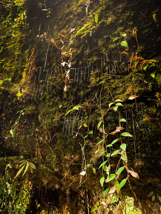 Fungus Gnat Larvae, La Isla Escondida, Colombia Here comes a puzzling observation. On our path we found a giant fallen tree that was overarching the path diagonally, and looked like it had been in that position for years. On the backside of this fallen tree, we saw clusters of silk wires hanging down. Like singular silk lines in a vertical orientation joining up into a horizontal lines above it. <br />
<br />
At the end of each cluster, we found some weird predatory worm-like creatures. After some research, these are likely the larvae of a specific species of Fungus Gnats (which are small flies). This particular hunting behavior is documented for this Australian/NZ genus:<br />
<br />
<a href="https://en.wikipedia.org/wiki/Arachnocampa" rel="nofollow">https://en.wikipedia.org/wiki/Arachnocampa</a><br />
<br />
This cool illustration does a creative job of documenting their way of life:<br />
<a href="http://photos1.blogger.com/blogger/4869/2549/1600/bugfinalweb.0.jpg" rel="nofollow">http://photos1.blogger.com/blogger/4869/2549/1600/bugfinalweb.0.jpg</a><br />
<br />
They glow to attract prey, hang out lures, then pull up the wire to feed on the prey, which may include themselves (cannibalism). They are typically found in caves or deeply into the rain forest as their web structures cannot tolerate any wind. <br />
<br />
What we found seemed extremely similar to the description of Arachnocampa, but we&#039;re obviously way out of range. Another known case closer to Colombia is the North American species Orfelia fultoni. I haven&#039;t found much else yet on South American species.<br />
<br />
Here&#039;s a video of the initial discovery:<br />
<section class="video"><iframe width="448" height="282" src="https://www.youtube-nocookie.com/embed/YR4v19HKPD4?hd=1&autoplay=0&rel=0" frameborder="0" allowfullscreen></iframe></section><br />
I don&#039;t know what&#039;s up with the sound. My smartphone led a creepy life of its own in this jungle, including recording videos I didn&#039;t even initiate. <br />
<br />
The larvae are tiny and light, partly translucent. In the series you can see a pure white individual as well as an individual with dark bulbs. I don&#039;t know what the bulbs are, theory for now is digestion. <br />
<br />
<figure class="photo"><a href="https://www.jungledragon.com/image/72193/fungus_gnat_larvae_-_individual_la_isla_escondida_colombia.html" title="Fungus Gnat Larvae - individual, La Isla Escondida, Colombia"><img src="https://s3.amazonaws.com/media.jungledragon.com/images/2/72193_thumb.jpg?AWSAccessKeyId=05GMT0V3GWVNE7GGM1R2&Expires=1769040010&Signature=lMVIXNWA1bcw5FoDGPDsORBWEWs%3D" width="200" height="134" alt="Fungus Gnat Larvae - individual, La Isla Escondida, Colombia Here comes a puzzling observation. On our path we found a giant fallen tree that was overarching the path diagonally, and looked like it had been in that position for years. On the backside of this fallen tree, we saw clusters of silk wires hanging down. Like singular silk lines in a vertical orientation joining up into a horizontal lines above it. <br />
<br />
At the end of each cluster, we found some weird predatory worm-like creatures. After some research, these are likely the larvae of a specific species of Fungus Gnats (which are small flies). This particular hunting behavior is documented for this Australian/NZ genus:<br />
<br />
https://en.wikipedia.org/wiki/Arachnocampa<br />
<br />
This cool illustration does a creative job of documenting their way of life:<br />
http://photos1.blogger.com/blogger/4869/2549/1600/bugfinalweb.0.jpg<br />
<br />
They glow to attract prey, hang out lures, then pull up the wire to feed on the prey, which may include themselves (cannibalism). They are typically found in caves or deeply into the rain forest as their web structures cannot tolerate any wind. <br />
<br />
What we found seemed extremely similar to the description of Arachnocampa, but we&#039;re obviously way out of range. Another known case closer to Colombia is the North American species Orfelia fultoni. I haven&#039;t found much else yet on South American species.<br />
<br />
Here&#039;s a video of the initial discovery:<br />
https://www.youtube.com/watch?v=YR4v19HKPD4<br />
I don&#039;t know what&#039;s up with the sound. My smartphone led a creepy life of its own in this jungle, including recording videos I didn&#039;t even initiate. <br />
<br />
The larvae are tiny and light, partly translucent. In the series you can see a pure white individual as well as an individual with dark bulbs. I don&#039;t know what the bulbs are, theory for now is digestion. <br />
<br />
https://www.jungledragon.com/image/72192/fungus_gnat_larvae_la_isla_escondida_colombia.html<br />
https://www.jungledragon.com/image/72194/fungus_gnat_larvae_-_hunting_la_isla_escondida_colombia.html<br />
https://www.jungledragon.com/image/72191/fungus_gnat_larvae_-_macro_la_isla_escondida_colombia.html<br />
https://www.jungledragon.com/image/72190/fungus_gnat_larvae_-_clear_la_isla_escondida_colombia.html<br />
<br />
And finally, you absolutely MUST watch this video of the New Zealand species:<br />
<br />
https://www.youtube.com/watch?v=JC41M7RPSec Colombia,Colombia 2018,Colombia South,La Isla Escondida,Putumayo,South America,World" /></a></figure><br />
<figure class="photo"><a href="https://www.jungledragon.com/image/72194/fungus_gnat_larvae_-_hunting_la_isla_escondida_colombia.html" title="Fungus Gnat Larvae - hunting, La Isla Escondida, Colombia"><img src="https://s3.amazonaws.com/media.jungledragon.com/images/2/72194_thumb.jpg?AWSAccessKeyId=05GMT0V3GWVNE7GGM1R2&Expires=1769040010&Signature=nYNGXYNv5Mt3vXFZON7Qtp8JTFk%3D" width="152" height="152" alt="Fungus Gnat Larvae - hunting, La Isla Escondida, Colombia Here comes a puzzling observation. On our path we found a giant fallen tree that was overarching the path diagonally, and looked like it had been in that position for years. On the backside of this fallen tree, we saw clusters of silk wires hanging down. Like singular silk lines in a vertical orientation joining up into a horizontal lines above it. <br />
<br />
At the end of each cluster, we found some weird predatory worm-like creatures. After some research, these are likely the larvae of a specific species of Fungus Gnats (which are small flies). This particular hunting behavior is documented for this Australian/NZ genus:<br />
<br />
https://en.wikipedia.org/wiki/Arachnocampa<br />
<br />
This cool illustration does a creative job of documenting their way of life:<br />
http://photos1.blogger.com/blogger/4869/2549/1600/bugfinalweb.0.jpg<br />
<br />
They glow to attract prey, hang out lures, then pull up the wire to feed on the prey, which may include themselves (cannibalism). They are typically found in caves or deeply into the rain forest as their web structures cannot tolerate any wind. <br />
<br />
What we found seemed extremely similar to the description of Arachnocampa, but we&#039;re obviously way out of range. Another known case closer to Colombia is the North American species Orfelia fultoni. I haven&#039;t found much else yet on South American species.<br />
<br />
Here&#039;s a video of the initial discovery:<br />
https://www.youtube.com/watch?v=YR4v19HKPD4<br />
I don&#039;t know what&#039;s up with the sound. My smartphone led a creepy life of its own in this jungle, including recording videos I didn&#039;t even initiate. <br />
<br />
The larvae are tiny and light, partly translucent. In the series you can see a pure white individual as well as an individual with dark bulbs. I don&#039;t know what the bulbs are, theory for now is digestion. <br />
<br />
https://www.jungledragon.com/image/72192/fungus_gnat_larvae_la_isla_escondida_colombia.html<br />
https://www.jungledragon.com/image/72193/fungus_gnat_larvae_-_individual_la_isla_escondida_colombia.html<br />
https://www.jungledragon.com/image/72191/fungus_gnat_larvae_-_macro_la_isla_escondida_colombia.html<br />
https://www.jungledragon.com/image/72190/fungus_gnat_larvae_-_clear_la_isla_escondida_colombia.html<br />
<br />
And finally, you absolutely MUST watch this video of the New Zealand species:<br />
<br />
https://www.youtube.com/watch?v=JC41M7RPSec Colombia,Colombia 2018,Colombia South,La Isla Escondida,Putumayo,South America,World" /></a></figure><br />
<figure class="photo"><a href="https://www.jungledragon.com/image/72191/fungus_gnat_larvae_-_macro_la_isla_escondida_colombia.html" title="Fungus Gnat Larvae - macro, La Isla Escondida, Colombia"><img src="https://s3.amazonaws.com/media.jungledragon.com/images/2/72191_thumb.jpg?AWSAccessKeyId=05GMT0V3GWVNE7GGM1R2&Expires=1769040010&Signature=b0UcIWSHVnGa4KQazjLNBXfkPi4%3D" width="200" height="118" alt="Fungus Gnat Larvae - macro, La Isla Escondida, Colombia Here comes a puzzling observation. On our path we found a giant fallen tree that was overarching the path diagonally, and looked like it had been in that position for years. On the backside of this fallen tree, we saw clusters of silk wires hanging down. Like singular silk lines in a vertical orientation joining up into a horizontal lines above it. <br />
<br />
At the end of each cluster, we found some weird predatory worm-like creatures. After some research, these are likely the larvae of a specific species of Fungus Gnats (which are small flies). This particular hunting behavior is documented for this Australian/NZ genus:<br />
<br />
https://en.wikipedia.org/wiki/Arachnocampa<br />
<br />
This cool illustration does a creative job of documenting their way of life:<br />
http://photos1.blogger.com/blogger/4869/2549/1600/bugfinalweb.0.jpg<br />
<br />
They glow to attract prey, hang out lures, then pull up the wire to feed on the prey, which may include themselves (cannibalism). They are typically found in caves or deeply into the rain forest as their web structures cannot tolerate any wind. <br />
<br />
What we found seemed extremely similar to the description of Arachnocampa, but we&#039;re obviously way out of range. Another known case closer to Colombia is the North American species Orfelia fultoni. I haven&#039;t found much else yet on South American species.<br />
<br />
Here&#039;s a video of the initial discovery:<br />
https://www.youtube.com/watch?v=YR4v19HKPD4<br />
I don&#039;t know what&#039;s up with the sound. My smartphone led a creepy life of its own in this jungle, including recording videos I didn&#039;t even initiate. <br />
<br />
The larvae are tiny and light, partly translucent. In the series you can see a pure white individual as well as an individual with dark bulbs. I don&#039;t know what the bulbs are, theory for now is digestion. <br />
<br />
https://www.jungledragon.com/image/72192/fungus_gnat_larvae_la_isla_escondida_colombia.html<br />
https://www.jungledragon.com/image/72193/fungus_gnat_larvae_-_individual_la_isla_escondida_colombia.html<br />
https://www.jungledragon.com/image/72194/fungus_gnat_larvae_-_hunting_la_isla_escondida_colombia.html<br />
https://www.jungledragon.com/image/72190/fungus_gnat_larvae_-_clear_la_isla_escondida_colombia.html<br />
<br />
And finally, you absolutely MUST watch this video of the New Zealand species:<br />
<br />
https://www.youtube.com/watch?v=JC41M7RPSec Colombia,Colombia 2018,Colombia South,La Isla Escondida,Putumayo,South America,World" /></a></figure><br />
<figure class="photo"><a href="https://www.jungledragon.com/image/72190/fungus_gnat_larvae_-_clear_la_isla_escondida_colombia.html" title="Fungus Gnat Larvae - clear, La Isla Escondida, Colombia"><img src="https://s3.amazonaws.com/media.jungledragon.com/images/2/72190_thumb.jpg?AWSAccessKeyId=05GMT0V3GWVNE7GGM1R2&Expires=1769040010&Signature=dDoneK8AF4%2FbFH891W%2BQNYT2krQ%3D" width="200" height="116" alt="Fungus Gnat Larvae - clear, La Isla Escondida, Colombia Here comes a puzzling observation. On our path we found a giant fallen tree that was overarching the path diagonally, and looked like it had been in that position for years. On the backside of this fallen tree, we saw clusters of silk wires hanging down. Like singular silk lines in a vertical orientation joining up into a horizontal lines above it. <br />
<br />
At the end of each cluster, we found some weird predatory worm-like creatures. After some research, these are likely the larvae of a specific species of Fungus Gnats (which are small flies). This particular hunting behavior is documented for this Australian/NZ genus:<br />
<br />
https://en.wikipedia.org/wiki/Arachnocampa<br />
<br />
This cool illustration does a creative job of documenting their way of life:<br />
http://photos1.blogger.com/blogger/4869/2549/1600/bugfinalweb.0.jpg<br />
<br />
They glow to attract prey, hang out lures, then pull up the wire to feed on the prey, which may include themselves (cannibalism). They are typically found in caves or deeply into the rain forest as their web structures cannot tolerate any wind. <br />
<br />
What we found seemed extremely similar to the description of Arachnocampa, but we&#039;re obviously way out of range. Another known case closer to Colombia is the North American species Orfelia fultoni. I haven&#039;t found much else yet on South American species.<br />
<br />
Here&#039;s a video of the initial discovery:<br />
https://www.youtube.com/watch?v=YR4v19HKPD4<br />
I don&#039;t know what&#039;s up with the sound. My smartphone led a creepy life of its own in this jungle, including recording videos I didn&#039;t even initiate. <br />
<br />
The larvae are tiny and light, partly translucent. In the series you can see a pure white individual as well as an individual with dark bulbs. I don&#039;t know what the bulbs are, theory for now is digestion. <br />
<br />
https://www.jungledragon.com/image/72192/fungus_gnat_larvae_la_isla_escondida_colombia.html<br />
https://www.jungledragon.com/image/72193/fungus_gnat_larvae_-_individual_la_isla_escondida_colombia.html<br />
https://www.jungledragon.com/image/72194/fungus_gnat_larvae_-_hunting_la_isla_escondida_colombia.html<br />
https://www.jungledragon.com/image/72191/fungus_gnat_larvae_-_macro_la_isla_escondida_colombia.html<br />
<br />
And finally, you absolutely MUST watch this video of the New Zealand species:<br />
<br />
https://www.youtube.com/watch?v=JC41M7RPSec Colombia,Colombia 2018,Colombia South,La Isla Escondida,Putumayo,South America,World" /></a></figure><br />
<br />
And finally, you absolutely MUST watch this video of the New Zealand species:<br />
<br />
<section class="video"><iframe width="448" height="282" src="https://www.youtube-nocookie.com/embed/JC41M7RPSec?hd=1&autoplay=0&rel=0" frameborder="0" allowfullscreen></iframe></section> Colombia,Colombia 2018,Colombia South,Ecuador,Fall,Geotagged,La Isla Escondida,Putumayo,South America,World