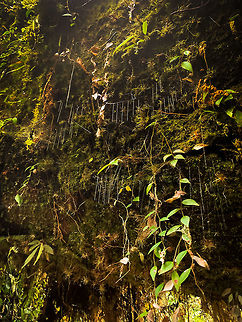 Fungus Gnat Larvae, La Isla Escondida, Colombia Here comes a puzzling observation. On our path we found a giant fallen tree that was overarching the path diagonally, and looked like it had been in that position for years. On the backside of this fallen tree, we saw clusters of silk wires hanging down. Like singular silk lines in a vertical orientation joining up into a horizontal lines above it. 
At the end of each cluster, we found some weird predatory worm-like creatures. After some research, these are likely the larvae of a specific species of Fungus Gnats (which are small flies). This particular hunting behavior is documented for this Australian/NZ genus:
https://en.wikipedia.org/wiki/Arachnocampa
This cool illustration does a creative job of documenting their way of life:
http://photos1.blogger.com/blogger/4869/2549/1600/bugfinalweb.0.jpg
They glow to attract prey, hang out lures, then pull up the wire to feed on the prey, which may include themselves (cannibalism). They are typically found in caves or deeply into the rain forest as their web structures cannot tolerate any wind. 
What we found seemed extremely similar to the description of Arachnocampa, but we're obviously way out of range. Another known case closer to Colombia is the North American species Orfelia fultoni. I haven't found much else yet on South American species.
Here's a video of the initial discovery:
https://www.youtube.com/watch?v=YR4v19HKPD4
I don't know what's up with the sound. My smartphone led a creepy life of its own in this jungle, including recording videos I didn't even initiate. 
The larvae are tiny and light, partly translucent. In the series you can see a pure white individual as well as an individual with dark bulbs. I don't know what the bulbs are, theory for now is digestion. 
https://www.jungledragon.com/image/72193/fungus_gnat_larvae_-_individual_la_isla_escondida_colombia.html
https://www.jungledragon.com/image/72194/fungus_gnat_larvae_-_hunting_la_isla_escondida_colombia.html
https://www.jungledragon.com/image/72191/fungus_gnat_larvae_-_macro_la_isla_escondida_colombia.html
https://www.jungledragon.com/image/72190/fungus_gnat_larvae_-_clear_la_isla_escondida_colombia.html
And finally, you absolutely MUST watch this video of the New Zealand species:
https://www.youtube.com/watch?v=JC41M7RPSec Colombia,Colombia 2018,Colombia South,Ecuador,Fall,Geotagged,La Isla Escondida,Putumayo,South America,World