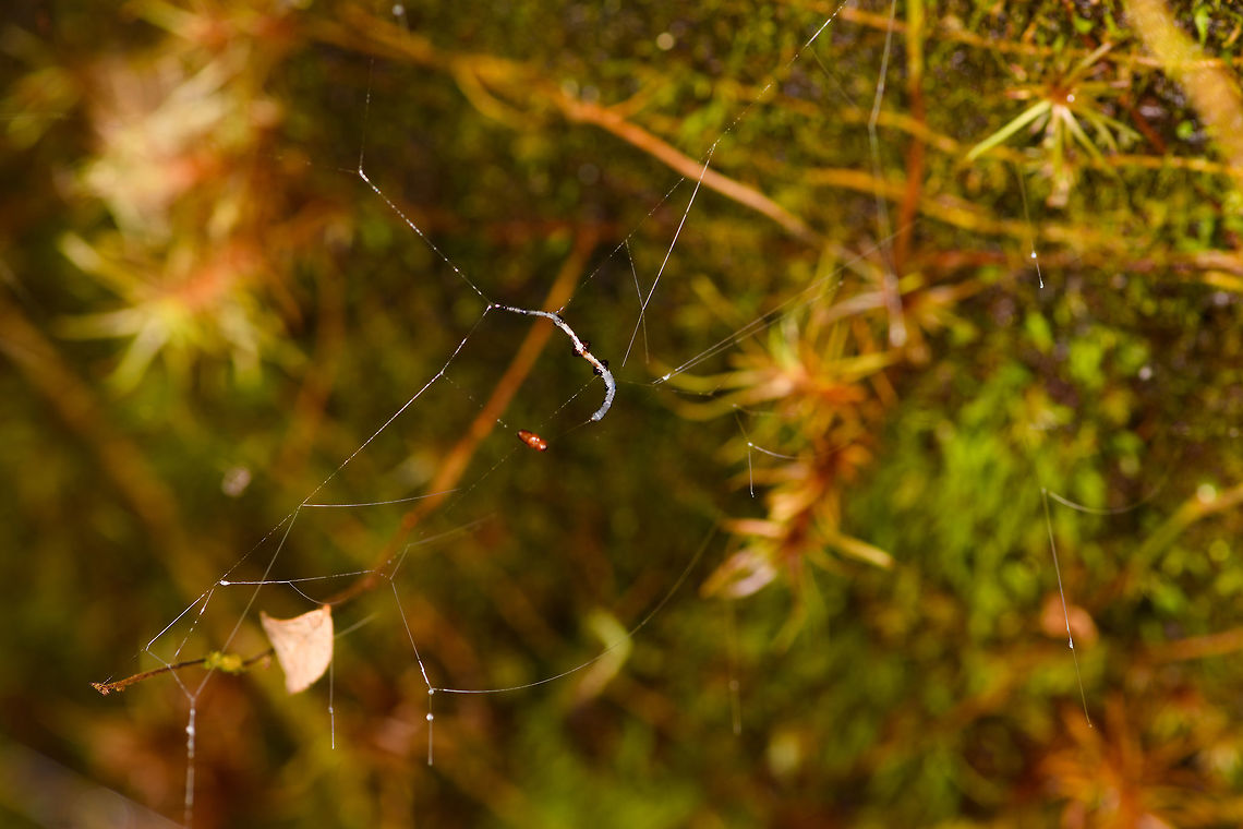 Fungus Gnat Larvae - individual, La Isla Escondida, Colombia Here comes a puzzling observation. On our path we found a giant fallen tree that was overarching the path diagonally, and looked like it had been in that position for years. On the backside of this fallen tree, we saw clusters of silk wires hanging down. Like singular silk lines in a vertical orientation joining up into a horizontal lines above it. <br />
<br />
At the end of each cluster, we found some weird predatory worm-like creatures. After some research, these are likely the larvae of a specific species of Fungus Gnats (which are small flies). This particular hunting behavior is documented for this Australian/NZ genus:<br />
<br />
<a href="https://en.wikipedia.org/wiki/Arachnocampa" rel="nofollow">https://en.wikipedia.org/wiki/Arachnocampa</a><br />
<br />
This cool illustration does a creative job of documenting their way of life:<br />
<a href="http://photos1.blogger.com/blogger/4869/2549/1600/bugfinalweb.0.jpg" rel="nofollow">http://photos1.blogger.com/blogger/4869/2549/1600/bugfinalweb.0.jpg</a><br />
<br />
They glow to attract prey, hang out lures, then pull up the wire to feed on the prey, which may include themselves (cannibalism). They are typically found in caves or deeply into the rain forest as their web structures cannot tolerate any wind. <br />
<br />
What we found seemed extremely similar to the description of Arachnocampa, but we&#039;re obviously way out of range. Another known case closer to Colombia is the North American species Orfelia fultoni. I haven&#039;t found much else yet on South American species.<br />
<br />
Here&#039;s a video of the initial discovery:<br />
<section class="video"><iframe width="448" height="282" src="https://www.youtube-nocookie.com/embed/YR4v19HKPD4?hd=1&autoplay=0&rel=0" frameborder="0" allowfullscreen></iframe></section><br />
I don&#039;t know what&#039;s up with the sound. My smartphone led a creepy life of its own in this jungle, including recording videos I didn&#039;t even initiate. <br />
<br />
The larvae are tiny and light, partly translucent. In the series you can see a pure white individual as well as an individual with dark bulbs. I don&#039;t know what the bulbs are, theory for now is digestion. <br />
<br />
<figure class="photo"><a href="https://www.jungledragon.com/image/72192/fungus_gnat_larvae_la_isla_escondida_colombia.html" title="Fungus Gnat Larvae, La Isla Escondida, Colombia"><img src="https://s3.amazonaws.com/media.jungledragon.com/images/2/72192_thumb.jpg?AWSAccessKeyId=05GMT0V3GWVNE7GGM1R2&Expires=1769040010&Signature=qpeCMpR3DE3bhvP%2B1LtblerlAuM%3D" width="114" height="152" alt="Fungus Gnat Larvae, La Isla Escondida, Colombia Here comes a puzzling observation. On our path we found a giant fallen tree that was overarching the path diagonally, and looked like it had been in that position for years. On the backside of this fallen tree, we saw clusters of silk wires hanging down. Like singular silk lines in a vertical orientation joining up into a horizontal lines above it. <br />
<br />
At the end of each cluster, we found some weird predatory worm-like creatures. After some research, these are likely the larvae of a specific species of Fungus Gnats (which are small flies). This particular hunting behavior is documented for this Australian/NZ genus:<br />
<br />
https://en.wikipedia.org/wiki/Arachnocampa<br />
<br />
This cool illustration does a creative job of documenting their way of life:<br />
http://photos1.blogger.com/blogger/4869/2549/1600/bugfinalweb.0.jpg<br />
<br />
They glow to attract prey, hang out lures, then pull up the wire to feed on the prey, which may include themselves (cannibalism). They are typically found in caves or deeply into the rain forest as their web structures cannot tolerate any wind. <br />
<br />
What we found seemed extremely similar to the description of Arachnocampa, but we&#039;re obviously way out of range. Another known case closer to Colombia is the North American species Orfelia fultoni. I haven&#039;t found much else yet on South American species.<br />
<br />
Here&#039;s a video of the initial discovery:<br />
https://www.youtube.com/watch?v=YR4v19HKPD4<br />
I don&#039;t know what&#039;s up with the sound. My smartphone led a creepy life of its own in this jungle, including recording videos I didn&#039;t even initiate. <br />
<br />
The larvae are tiny and light, partly translucent. In the series you can see a pure white individual as well as an individual with dark bulbs. I don&#039;t know what the bulbs are, theory for now is digestion. <br />
<br />
https://www.jungledragon.com/image/72193/fungus_gnat_larvae_-_individual_la_isla_escondida_colombia.html<br />
https://www.jungledragon.com/image/72194/fungus_gnat_larvae_-_hunting_la_isla_escondida_colombia.html<br />
https://www.jungledragon.com/image/72191/fungus_gnat_larvae_-_macro_la_isla_escondida_colombia.html<br />
https://www.jungledragon.com/image/72190/fungus_gnat_larvae_-_clear_la_isla_escondida_colombia.html<br />
<br />
And finally, you absolutely MUST watch this video of the New Zealand species:<br />
<br />
https://www.youtube.com/watch?v=JC41M7RPSec Colombia,Colombia 2018,Colombia South,Ecuador,Fall,Geotagged,La Isla Escondida,Putumayo,South America,World" /></a></figure><br />
<figure class="photo"><a href="https://www.jungledragon.com/image/72194/fungus_gnat_larvae_-_hunting_la_isla_escondida_colombia.html" title="Fungus Gnat Larvae - hunting, La Isla Escondida, Colombia"><img src="https://s3.amazonaws.com/media.jungledragon.com/images/2/72194_thumb.jpg?AWSAccessKeyId=05GMT0V3GWVNE7GGM1R2&Expires=1769040010&Signature=nYNGXYNv5Mt3vXFZON7Qtp8JTFk%3D" width="152" height="152" alt="Fungus Gnat Larvae - hunting, La Isla Escondida, Colombia Here comes a puzzling observation. On our path we found a giant fallen tree that was overarching the path diagonally, and looked like it had been in that position for years. On the backside of this fallen tree, we saw clusters of silk wires hanging down. Like singular silk lines in a vertical orientation joining up into a horizontal lines above it. <br />
<br />
At the end of each cluster, we found some weird predatory worm-like creatures. After some research, these are likely the larvae of a specific species of Fungus Gnats (which are small flies). This particular hunting behavior is documented for this Australian/NZ genus:<br />
<br />
https://en.wikipedia.org/wiki/Arachnocampa<br />
<br />
This cool illustration does a creative job of documenting their way of life:<br />
http://photos1.blogger.com/blogger/4869/2549/1600/bugfinalweb.0.jpg<br />
<br />
They glow to attract prey, hang out lures, then pull up the wire to feed on the prey, which may include themselves (cannibalism). They are typically found in caves or deeply into the rain forest as their web structures cannot tolerate any wind. <br />
<br />
What we found seemed extremely similar to the description of Arachnocampa, but we&#039;re obviously way out of range. Another known case closer to Colombia is the North American species Orfelia fultoni. I haven&#039;t found much else yet on South American species.<br />
<br />
Here&#039;s a video of the initial discovery:<br />
https://www.youtube.com/watch?v=YR4v19HKPD4<br />
I don&#039;t know what&#039;s up with the sound. My smartphone led a creepy life of its own in this jungle, including recording videos I didn&#039;t even initiate. <br />
<br />
The larvae are tiny and light, partly translucent. In the series you can see a pure white individual as well as an individual with dark bulbs. I don&#039;t know what the bulbs are, theory for now is digestion. <br />
<br />
https://www.jungledragon.com/image/72192/fungus_gnat_larvae_la_isla_escondida_colombia.html<br />
https://www.jungledragon.com/image/72193/fungus_gnat_larvae_-_individual_la_isla_escondida_colombia.html<br />
https://www.jungledragon.com/image/72191/fungus_gnat_larvae_-_macro_la_isla_escondida_colombia.html<br />
https://www.jungledragon.com/image/72190/fungus_gnat_larvae_-_clear_la_isla_escondida_colombia.html<br />
<br />
And finally, you absolutely MUST watch this video of the New Zealand species:<br />
<br />
https://www.youtube.com/watch?v=JC41M7RPSec Colombia,Colombia 2018,Colombia South,La Isla Escondida,Putumayo,South America,World" /></a></figure><br />
<figure class="photo"><a href="https://www.jungledragon.com/image/72191/fungus_gnat_larvae_-_macro_la_isla_escondida_colombia.html" title="Fungus Gnat Larvae - macro, La Isla Escondida, Colombia"><img src="https://s3.amazonaws.com/media.jungledragon.com/images/2/72191_thumb.jpg?AWSAccessKeyId=05GMT0V3GWVNE7GGM1R2&Expires=1769040010&Signature=b0UcIWSHVnGa4KQazjLNBXfkPi4%3D" width="200" height="118" alt="Fungus Gnat Larvae - macro, La Isla Escondida, Colombia Here comes a puzzling observation. On our path we found a giant fallen tree that was overarching the path diagonally, and looked like it had been in that position for years. On the backside of this fallen tree, we saw clusters of silk wires hanging down. Like singular silk lines in a vertical orientation joining up into a horizontal lines above it. <br />
<br />
At the end of each cluster, we found some weird predatory worm-like creatures. After some research, these are likely the larvae of a specific species of Fungus Gnats (which are small flies). This particular hunting behavior is documented for this Australian/NZ genus:<br />
<br />
https://en.wikipedia.org/wiki/Arachnocampa<br />
<br />
This cool illustration does a creative job of documenting their way of life:<br />
http://photos1.blogger.com/blogger/4869/2549/1600/bugfinalweb.0.jpg<br />
<br />
They glow to attract prey, hang out lures, then pull up the wire to feed on the prey, which may include themselves (cannibalism). They are typically found in caves or deeply into the rain forest as their web structures cannot tolerate any wind. <br />
<br />
What we found seemed extremely similar to the description of Arachnocampa, but we&#039;re obviously way out of range. Another known case closer to Colombia is the North American species Orfelia fultoni. I haven&#039;t found much else yet on South American species.<br />
<br />
Here&#039;s a video of the initial discovery:<br />
https://www.youtube.com/watch?v=YR4v19HKPD4<br />
I don&#039;t know what&#039;s up with the sound. My smartphone led a creepy life of its own in this jungle, including recording videos I didn&#039;t even initiate. <br />
<br />
The larvae are tiny and light, partly translucent. In the series you can see a pure white individual as well as an individual with dark bulbs. I don&#039;t know what the bulbs are, theory for now is digestion. <br />
<br />
https://www.jungledragon.com/image/72192/fungus_gnat_larvae_la_isla_escondida_colombia.html<br />
https://www.jungledragon.com/image/72193/fungus_gnat_larvae_-_individual_la_isla_escondida_colombia.html<br />
https://www.jungledragon.com/image/72194/fungus_gnat_larvae_-_hunting_la_isla_escondida_colombia.html<br />
https://www.jungledragon.com/image/72190/fungus_gnat_larvae_-_clear_la_isla_escondida_colombia.html<br />
<br />
And finally, you absolutely MUST watch this video of the New Zealand species:<br />
<br />
https://www.youtube.com/watch?v=JC41M7RPSec Colombia,Colombia 2018,Colombia South,La Isla Escondida,Putumayo,South America,World" /></a></figure><br />
<figure class="photo"><a href="https://www.jungledragon.com/image/72190/fungus_gnat_larvae_-_clear_la_isla_escondida_colombia.html" title="Fungus Gnat Larvae - clear, La Isla Escondida, Colombia"><img src="https://s3.amazonaws.com/media.jungledragon.com/images/2/72190_thumb.jpg?AWSAccessKeyId=05GMT0V3GWVNE7GGM1R2&Expires=1769040010&Signature=dDoneK8AF4%2FbFH891W%2BQNYT2krQ%3D" width="200" height="116" alt="Fungus Gnat Larvae - clear, La Isla Escondida, Colombia Here comes a puzzling observation. On our path we found a giant fallen tree that was overarching the path diagonally, and looked like it had been in that position for years. On the backside of this fallen tree, we saw clusters of silk wires hanging down. Like singular silk lines in a vertical orientation joining up into a horizontal lines above it. <br />
<br />
At the end of each cluster, we found some weird predatory worm-like creatures. After some research, these are likely the larvae of a specific species of Fungus Gnats (which are small flies). This particular hunting behavior is documented for this Australian/NZ genus:<br />
<br />
https://en.wikipedia.org/wiki/Arachnocampa<br />
<br />
This cool illustration does a creative job of documenting their way of life:<br />
http://photos1.blogger.com/blogger/4869/2549/1600/bugfinalweb.0.jpg<br />
<br />
They glow to attract prey, hang out lures, then pull up the wire to feed on the prey, which may include themselves (cannibalism). They are typically found in caves or deeply into the rain forest as their web structures cannot tolerate any wind. <br />
<br />
What we found seemed extremely similar to the description of Arachnocampa, but we&#039;re obviously way out of range. Another known case closer to Colombia is the North American species Orfelia fultoni. I haven&#039;t found much else yet on South American species.<br />
<br />
Here&#039;s a video of the initial discovery:<br />
https://www.youtube.com/watch?v=YR4v19HKPD4<br />
I don&#039;t know what&#039;s up with the sound. My smartphone led a creepy life of its own in this jungle, including recording videos I didn&#039;t even initiate. <br />
<br />
The larvae are tiny and light, partly translucent. In the series you can see a pure white individual as well as an individual with dark bulbs. I don&#039;t know what the bulbs are, theory for now is digestion. <br />
<br />
https://www.jungledragon.com/image/72192/fungus_gnat_larvae_la_isla_escondida_colombia.html<br />
https://www.jungledragon.com/image/72193/fungus_gnat_larvae_-_individual_la_isla_escondida_colombia.html<br />
https://www.jungledragon.com/image/72194/fungus_gnat_larvae_-_hunting_la_isla_escondida_colombia.html<br />
https://www.jungledragon.com/image/72191/fungus_gnat_larvae_-_macro_la_isla_escondida_colombia.html<br />
<br />
And finally, you absolutely MUST watch this video of the New Zealand species:<br />
<br />
https://www.youtube.com/watch?v=JC41M7RPSec Colombia,Colombia 2018,Colombia South,La Isla Escondida,Putumayo,South America,World" /></a></figure><br />
<br />
And finally, you absolutely MUST watch this video of the New Zealand species:<br />
<br />
<section class="video"><iframe width="448" height="282" src="https://www.youtube-nocookie.com/embed/JC41M7RPSec?hd=1&autoplay=0&rel=0" frameborder="0" allowfullscreen></iframe></section> Colombia,Colombia 2018,Colombia South,La Isla Escondida,Putumayo,South America,World