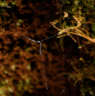 Fungus Gnat Larvae - hunting, La Isla Escondida, Colombia Here comes a puzzling observation. On our path we found a giant fallen tree that was overarching the path diagonally, and looked like it had been in that position for years. On the backside of this fallen tree, we saw clusters of silk wires hanging down. Like singular silk lines in a vertical orientation joining up into a horizontal lines above it. 

At the end of each cluster, we found some weird predatory worm-like creatures. After some research, these are likely the larvae of a specific species of Fungus Gnats (which are small flies). This particular hunting behavior is documented for this Australian/NZ genus:

https://en.wikipedia.org/wiki/Arachnocampa

This cool illustration does a creative job of documenting their way of life:
http://photos1.blogger.com/blogger/4869/2549/1600/bugfinalweb.0.jpg

They glow to attract prey, hang out lures, then pull up the wire to feed on the prey, which may include themselves (cannibalism). They are typically found in caves or deeply into the rain forest as their web structures cannot tolerate any wind. 

What we found seemed extremely similar to the description of Arachnocampa, but we're obviously way out of range. Another known case closer to Colombia is the North American species Orfelia fultoni. I haven't found much else yet on South American species.

Here's a video of the initial discovery:
https://www.youtube.com/watch?v=YR4v19HKPD4
I don't know what's up with the sound. My smartphone led a creepy life of its own in this jungle, including recording videos I didn't even initiate. 

The larvae are tiny and light, partly translucent. In the series you can see a pure white individual as well as an individual with dark bulbs. I don't know what the bulbs are, theory for now is digestion. 

https://www.jungledragon.com/image/72192/fungus_gnat_larvae_la_isla_escondida_colombia.html
https://www.jungledragon.com/image/72193/fungus_gnat_larvae_-_individual_la_isla_escondida_colombia.html
https://www.jungledragon.com/image/72191/fungus_gnat_larvae_-_macro_la_isla_escondida_colombia.html
https://www.jungledragon.com/image/72190/fungus_gnat_larvae_-_clear_la_isla_escondida_colombia.html

And finally, you absolutely MUST watch this video of the New Zealand species:

https://www.youtube.com/watch?v=JC41M7RPSec Colombia,Colombia 2018,Colombia South,La Isla Escondida,Putumayo,South America,World