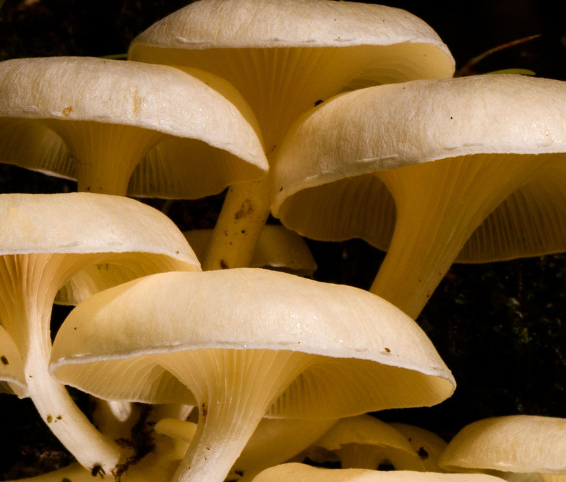 Large White Fungi - front 3, La Isla Escondida, Colombia Here's another example of off-camera flash, also called creative lighting. Although the subject may be somewhat dull and the result not that shocking, this one is pretty tedious to pull off succesfully. It took 3 people and about 15 minutes of trial and error. <br />
<br />
The setup is one photographer (me) and two people each holding a remote flash unit, which I trigger when taking the shot. In both shots, the cluster of fungi is both bottom and top lit, hence two units. Both units need a precise distance, to avoid overexposure or underexposure. Much more tedious though is the angle of each unit. Slightly off and the foreground would be overexposed, and the subject not well isolated, or it would cast ugly shadows on foreground subjects. You can see how the first shot, the frontal one, has some slight issues in that area. If desired, one could also control the flash strength of each unit, but I didn't in this case, I used distance instead. <br />
<br />
I'm sharing two shots and for each shots 3 crops, to show that besides lighting, focus and depth of field were also precisely controlled down to the pixel level.<br />
<br />
Here's a version where all I did is to cool the white balance, suggesting moon light:<br />
<a href="https://www.flickr.com/photos/fledder/32746451368/in/datetaken/" rel="nofollow">https://www.flickr.com/photos/fledder/32746451368/in/datetaken/</a><br />
<br />
You have to believe me that my intention in explaining this process is not to brag, instead to just share ideas. Creative lighting is a lot of fun. It's not a game of skill, rather a game of patience, trial and error, and ideas. <br />
<br />
<figure class="photo"><a href="https://www.jungledragon.com/image/72260/large_white_fungi_-_front_1_la_isla_escondida_colombia.html" title="Large White Fungi - front 1, La Isla Escondida, Colombia"><img src="https://s3.amazonaws.com/media.jungledragon.com/images/2/72260_thumb.jpg?AWSAccessKeyId=05GMT0V3GWVNE7GGM1R2&Expires=1759968010&Signature=y61Z4LkqcsHZ5ELgZ%2FVFDtTUsg4%3D" width="200" height="172" alt="Large White Fungi - front 1, La Isla Escondida, Colombia Here's another example of off-camera flash, also called creative lighting. Although the subject may be somewhat dull and the result not that shocking, this one is pretty tedious to pull off succesfully. It took 3 people and about 15 minutes of trial and error. <br />
<br />
The setup is one photographer (me) and two people each holding a remote flash unit, which I trigger when taking the shot. In both shots, the cluster of fungi is both bottom and top lit, hence two units. Both units need a precise distance, to avoid overexposure or underexposure. Much more tedious though is the angle of each unit. Slightly off and the foreground would be overexposed, and the subject not well isolated, or it would cast ugly shadows on foreground subjects. You can see how the first shot, the frontal one, has some slight issues in that area. If desired, one could also control the flash strength of each unit, but I didn't in this case, I used distance instead. <br />
<br />
I'm sharing two shots and for each shots 3 crops, to show that besides lighting, focus and depth of field were also precisely controlled down to the pixel level.<br />
<br />
Here's a version where all I did is to cool the white balance, suggesting moon light:<br />
https://www.flickr.com/photos/fledder/32746451368/in/datetaken/<br />
<br />
You have to believe me that my intention in explaining this process is not to brag, instead to just share ideas. Creative lighting is a lot of fun. It's not a game of skill, rather a game of patience, trial and error, and ideas. <br />
<br />
https://www.jungledragon.com/image/72260/large_white_fungi_-_front_1_la_isla_escondida_colombia.html<br />
https://www.jungledragon.com/image/72261/large_white_fungi_-_front_2_la_isla_escondida_colombia.html<br />
https://www.jungledragon.com/image/72259/large_white_fungi_-_front_3_la_isla_escondida_colombia.html<br />
https://www.jungledragon.com/image/72264/large_white_fungi_-_diagonal_1_la_isla_escondida_colombia.html<br />
https://www.jungledragon.com/image/72263/large_white_fungi_-_diagonal_2_la_isla_escondida_colombia.html<br />
https://www.jungledragon.com/image/72262/large_white_fungi_-_diagonal_3_la_isla_escondida_colombia.html Colombia,Colombia 2018,Colombia South,La Isla Escondida,Putumayo,South America,World" /></a></figure><br />
<figure class="photo"><a href="https://www.jungledragon.com/image/72261/large_white_fungi_-_front_2_la_isla_escondida_colombia.html" title="Large White Fungi - front 2, La Isla Escondida, Colombia"><img src="https://s3.amazonaws.com/media.jungledragon.com/images/2/72261_thumb.jpg?AWSAccessKeyId=05GMT0V3GWVNE7GGM1R2&Expires=1759968010&Signature=24CbchlJXbsT3wsy756OQ9oZL3M%3D" width="200" height="172" alt="Large White Fungi - front 2, La Isla Escondida, Colombia Here's another example of off-camera flash, also called creative lighting. Although the subject may be somewhat dull and the result not that shocking, this one is pretty tedious to pull off succesfully. It took 3 people and about 15 minutes of trial and error. <br />
<br />
The setup is one photographer (me) and two people each holding a remote flash unit, which I trigger when taking the shot. In both shots, the cluster of fungi is both bottom and top lit, hence two units. Both units need a precise distance, to avoid overexposure or underexposure. Much more tedious though is the angle of each unit. Slightly off and the foreground would be overexposed, and the subject not well isolated, or it would cast ugly shadows on foreground subjects. You can see how the first shot, the frontal one, has some slight issues in that area. If desired, one could also control the flash strength of each unit, but I didn't in this case, I used distance instead. <br />
<br />
I'm sharing two shots and for each shots 3 crops, to show that besides lighting, focus and depth of field were also precisely controlled down to the pixel level.<br />
<br />
Here's a version where all I did is to cool the white balance, suggesting moon light:<br />
https://www.flickr.com/photos/fledder/32746451368/in/datetaken/<br />
<br />
You have to believe me that my intention in explaining this process is not to brag, instead to just share ideas. Creative lighting is a lot of fun. It's not a game of skill, rather a game of patience, trial and error, and ideas. <br />
<br />
https://www.jungledragon.com/image/72260/large_white_fungi_-_front_1_la_isla_escondida_colombia.html<br />
https://www.jungledragon.com/image/72261/large_white_fungi_-_front_2_la_isla_escondida_colombia.html<br />
https://www.jungledragon.com/image/72259/large_white_fungi_-_front_3_la_isla_escondida_colombia.html<br />
https://www.jungledragon.com/image/72264/large_white_fungi_-_diagonal_1_la_isla_escondida_colombia.html<br />
https://www.jungledragon.com/image/72263/large_white_fungi_-_diagonal_2_la_isla_escondida_colombia.html<br />
https://www.jungledragon.com/image/72262/large_white_fungi_-_diagonal_3_la_isla_escondida_colombia.html Colombia,Colombia 2018,Colombia South,La Isla Escondida,Putumayo,South America,World" /></a></figure><br />
<figure class="photo"><a href="https://www.jungledragon.com/image/72259/large_white_fungi_-_front_3_la_isla_escondida_colombia.html" title="Large White Fungi - front 3, La Isla Escondida, Colombia"><img src="https://s3.amazonaws.com/media.jungledragon.com/images/2/72259_thumb.jpg?AWSAccessKeyId=05GMT0V3GWVNE7GGM1R2&Expires=1759968010&Signature=ngqidciUd%2FBoaIF%2FqYU%2FAbEyqKQ%3D" width="200" height="172" alt="Large White Fungi - front 3, La Isla Escondida, Colombia Here's another example of off-camera flash, also called creative lighting. Although the subject may be somewhat dull and the result not that shocking, this one is pretty tedious to pull off succesfully. It took 3 people and about 15 minutes of trial and error. <br />
<br />
The setup is one photographer (me) and two people each holding a remote flash unit, which I trigger when taking the shot. In both shots, the cluster of fungi is both bottom and top lit, hence two units. Both units need a precise distance, to avoid overexposure or underexposure. Much more tedious though is the angle of each unit. Slightly off and the foreground would be overexposed, and the subject not well isolated, or it would cast ugly shadows on foreground subjects. You can see how the first shot, the frontal one, has some slight issues in that area. If desired, one could also control the flash strength of each unit, but I didn't in this case, I used distance instead. <br />
<br />
I'm sharing two shots and for each shots 3 crops, to show that besides lighting, focus and depth of field were also precisely controlled down to the pixel level.<br />
<br />
Here's a version where all I did is to cool the white balance, suggesting moon light:<br />
https://www.flickr.com/photos/fledder/32746451368/in/datetaken/<br />
<br />
You have to believe me that my intention in explaining this process is not to brag, instead to just share ideas. Creative lighting is a lot of fun. It's not a game of skill, rather a game of patience, trial and error, and ideas. <br />
<br />
https://www.jungledragon.com/image/72260/large_white_fungi_-_front_1_la_isla_escondida_colombia.html<br />
https://www.jungledragon.com/image/72261/large_white_fungi_-_front_2_la_isla_escondida_colombia.html<br />
https://www.jungledragon.com/image/72259/large_white_fungi_-_front_3_la_isla_escondida_colombia.html<br />
https://www.jungledragon.com/image/72264/large_white_fungi_-_diagonal_1_la_isla_escondida_colombia.html<br />
https://www.jungledragon.com/image/72263/large_white_fungi_-_diagonal_2_la_isla_escondida_colombia.html<br />
https://www.jungledragon.com/image/72262/large_white_fungi_-_diagonal_3_la_isla_escondida_colombia.html Colombia,Colombia 2018,Colombia South,La Isla Escondida,Putumayo,South America,World" /></a></figure><br />
<figure class="photo"><a href="https://www.jungledragon.com/image/72264/large_white_fungi_-_diagonal_1_la_isla_escondida_colombia.html" title="Large White Fungi - diagonal 1, La Isla Escondida, Colombia"><img src="https://s3.amazonaws.com/media.jungledragon.com/images/2/72264_thumb.jpg?AWSAccessKeyId=05GMT0V3GWVNE7GGM1R2&Expires=1759968010&Signature=PY5dr9yDinq5daotca64eYBoafg%3D" width="102" height="152" alt="Large White Fungi - diagonal 1, La Isla Escondida, Colombia Here's another example of off-camera flash, also called creative lighting. Although the subject may be somewhat dull and the result not that shocking, this one is pretty tedious to pull off succesfully. It took 3 people and about 15 minutes of trial and error. <br />
<br />
The setup is one photographer (me) and two people each holding a remote flash unit, which I trigger when taking the shot. In both shots, the cluster of fungi is both bottom and top lit, hence two units. Both units need a precise distance, to avoid overexposure or underexposure. Much more tedious though is the angle of each unit. Slightly off and the foreground would be overexposed, and the subject not well isolated, or it would cast ugly shadows on foreground subjects. You can see how the first shot, the frontal one, has some slight issues in that area. If desired, one could also control the flash strength of each unit, but I didn't in this case, I used distance instead. <br />
<br />
I'm sharing two shots and for each shots 3 crops, to show that besides lighting, focus and depth of field were also precisely controlled down to the pixel level.<br />
<br />
Here's a version where all I did is to cool the white balance, suggesting moon light:<br />
https://www.flickr.com/photos/fledder/32746451368/in/datetaken/<br />
<br />
You have to believe me that my intention in explaining this process is not to brag, instead to just share ideas. Creative lighting is a lot of fun. It's not a game of skill, rather a game of patience, trial and error, and ideas. <br />
<br />
https://www.jungledragon.com/image/72260/large_white_fungi_-_front_1_la_isla_escondida_colombia.html<br />
https://www.jungledragon.com/image/72261/large_white_fungi_-_front_2_la_isla_escondida_colombia.html<br />
https://www.jungledragon.com/image/72259/large_white_fungi_-_front_3_la_isla_escondida_colombia.html<br />
https://www.jungledragon.com/image/72264/large_white_fungi_-_diagonal_1_la_isla_escondida_colombia.html<br />
https://www.jungledragon.com/image/72263/large_white_fungi_-_diagonal_2_la_isla_escondida_colombia.html<br />
https://www.jungledragon.com/image/72262/large_white_fungi_-_diagonal_3_la_isla_escondida_colombia.html Colombia,Colombia 2018,Colombia South,La Isla Escondida,Putumayo,South America,World" /></a></figure><br />
<figure class="photo"><a href="https://www.jungledragon.com/image/72263/large_white_fungi_-_diagonal_2_la_isla_escondida_colombia.html" title="Large White Fungi - diagonal 2, La Isla Escondida, Colombia"><img src="https://s3.amazonaws.com/media.jungledragon.com/images/2/72263_thumb.jpg?AWSAccessKeyId=05GMT0V3GWVNE7GGM1R2&Expires=1759968010&Signature=nrPAEUIdXyLzYUFdBIxqiwh3DXg%3D" width="140" height="152" alt="Large White Fungi - diagonal 2, La Isla Escondida, Colombia Here's another example of off-camera flash, also called creative lighting. Although the subject may be somewhat dull and the result not that shocking, this one is pretty tedious to pull off succesfully. It took 3 people and about 15 minutes of trial and error. <br />
<br />
The setup is one photographer (me) and two people each holding a remote flash unit, which I trigger when taking the shot. In both shots, the cluster of fungi is both bottom and top lit, hence two units. Both units need a precise distance, to avoid overexposure or underexposure. Much more tedious though is the angle of each unit. Slightly off and the foreground would be overexposed, and the subject not well isolated, or it would cast ugly shadows on foreground subjects. You can see how the first shot, the frontal one, has some slight issues in that area. If desired, one could also control the flash strength of each unit, but I didn't in this case, I used distance instead. <br />
<br />
I'm sharing two shots and for each shots 3 crops, to show that besides lighting, focus and depth of field were also precisely controlled down to the pixel level.<br />
<br />
Here's a version where all I did is to cool the white balance, suggesting moon light:<br />
https://www.flickr.com/photos/fledder/32746451368/in/datetaken/<br />
<br />
You have to believe me that my intention in explaining this process is not to brag, instead to just share ideas. Creative lighting is a lot of fun. It's not a game of skill, rather a game of patience, trial and error, and ideas. <br />
<br />
https://www.jungledragon.com/image/72260/large_white_fungi_-_front_1_la_isla_escondida_colombia.html<br />
https://www.jungledragon.com/image/72261/large_white_fungi_-_front_2_la_isla_escondida_colombia.html<br />
https://www.jungledragon.com/image/72259/large_white_fungi_-_front_3_la_isla_escondida_colombia.html<br />
https://www.jungledragon.com/image/72264/large_white_fungi_-_diagonal_1_la_isla_escondida_colombia.html<br />
https://www.jungledragon.com/image/72263/large_white_fungi_-_diagonal_2_la_isla_escondida_colombia.html<br />
https://www.jungledragon.com/image/72262/large_white_fungi_-_diagonal_3_la_isla_escondida_colombia.html Colombia,Colombia 2018,Colombia South,La Isla Escondida,Putumayo,South America,World" /></a></figure><br />
<figure class="photo"><a href="https://www.jungledragon.com/image/72262/large_white_fungi_-_diagonal_3_la_isla_escondida_colombia.html" title="Large White Fungi - diagonal 3, La Isla Escondida, Colombia"><img src="https://s3.amazonaws.com/media.jungledragon.com/images/2/72262_thumb.jpg?AWSAccessKeyId=05GMT0V3GWVNE7GGM1R2&Expires=1759968010&Signature=yPdIQF3REhwjJRfnCd1VWGFWY6w%3D" width="200" height="138" alt="Large White Fungi - diagonal 3, La Isla Escondida, Colombia Here's another example of off-camera flash, also called creative lighting. Although the subject may be somewhat dull and the result not that shocking, this one is pretty tedious to pull off succesfully. It took 3 people and about 15 minutes of trial and error. <br />
<br />
The setup is one photographer (me) and two people each holding a remote flash unit, which I trigger when taking the shot. In both shots, the cluster of fungi is both bottom and top lit, hence two units. Both units need a precise distance, to avoid overexposure or underexposure. Much more tedious though is the angle of each unit. Slightly off and the foreground would be overexposed, and the subject not well isolated, or it would cast ugly shadows on foreground subjects. You can see how the first shot, the frontal one, has some slight issues in that area. If desired, one could also control the flash strength of each unit, but I didn't in this case, I used distance instead. <br />
<br />
I'm sharing two shots and for each shots 3 crops, to show that besides lighting, focus and depth of field were also precisely controlled down to the pixel level.<br />
<br />
Here's a version where all I did is to cool the white balance, suggesting moon light:<br />
https://www.flickr.com/photos/fledder/32746451368/in/datetaken/<br />
<br />
You have to believe me that my intention in explaining this process is not to brag, instead to just share ideas. Creative lighting is a lot of fun. It's not a game of skill, rather a game of patience, trial and error, and ideas. <br />
<br />
https://www.jungledragon.com/image/72260/large_white_fungi_-_front_1_la_isla_escondida_colombia.html<br />
https://www.jungledragon.com/image/72261/large_white_fungi_-_front_2_la_isla_escondida_colombia.html<br />
https://www.jungledragon.com/image/72259/large_white_fungi_-_front_3_la_isla_escondida_colombia.html<br />
https://www.jungledragon.com/image/72264/large_white_fungi_-_diagonal_1_la_isla_escondida_colombia.html<br />
https://www.jungledragon.com/image/72263/large_white_fungi_-_diagonal_2_la_isla_escondida_colombia.html<br />
https://www.jungledragon.com/image/72262/large_white_fungi_-_diagonal_3_la_isla_escondida_colombia.html Colombia,Colombia 2018,Colombia South,La Isla Escondida,Putumayo,South America,World" /></a></figure> Colombia,Colombia 2018,Colombia South,La Isla Escondida,Putumayo,South America,World