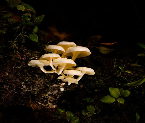 Large White Fungi - front 1, La Isla Escondida, Colombia Here's another example of off-camera flash, also called creative lighting. Although the subject may be somewhat dull and the result not that shocking, this one is pretty tedious to pull off succesfully. It took 3 people and about 15 minutes of trial and error. 

The setup is one photographer (me) and two people each holding a remote flash unit, which I trigger when taking the shot. In both shots, the cluster of fungi is both bottom and top lit, hence two units. Both units need a precise distance, to avoid overexposure or underexposure. Much more tedious though is the angle of each unit. Slightly off and the foreground would be overexposed, and the subject not well isolated, or it would cast ugly shadows on foreground subjects. You can see how the first shot, the frontal one, has some slight issues in that area. If desired, one could also control the flash strength of each unit, but I didn't in this case, I used distance instead. 

I'm sharing two shots and for each shots 3 crops, to show that besides lighting, focus and depth of field were also precisely controlled down to the pixel level.

Here's a version where all I did is to cool the white balance, suggesting moon light:
https://www.flickr.com/photos/fledder/32746451368/in/datetaken/

You have to believe me that my intention in explaining this process is not to brag, instead to just share ideas. Creative lighting is a lot of fun. It's not a game of skill, rather a game of patience, trial and error, and ideas. 

https://www.jungledragon.com/image/72260/large_white_fungi_-_front_1_la_isla_escondida_colombia.html
https://www.jungledragon.com/image/72261/large_white_fungi_-_front_2_la_isla_escondida_colombia.html
https://www.jungledragon.com/image/72259/large_white_fungi_-_front_3_la_isla_escondida_colombia.html
https://www.jungledragon.com/image/72264/large_white_fungi_-_diagonal_1_la_isla_escondida_colombia.html
https://www.jungledragon.com/image/72263/large_white_fungi_-_diagonal_2_la_isla_escondida_colombia.html
https://www.jungledragon.com/image/72262/large_white_fungi_-_diagonal_3_la_isla_escondida_colombia.html Colombia,Colombia 2018,Colombia South,La Isla Escondida,Putumayo,South America,World