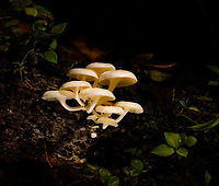Large White Fungi - front 1, La Isla Escondida, Colombia Here's another example of off-camera flash, also called creative lighting. Although the subject may be somewhat dull and the result not that shocking, this one is pretty tedious to pull off succesfully. It took 3 people and about 15 minutes of trial and error. <br />
<br />
The setup is one photographer (me) and two people each holding a remote flash unit, which I trigger when taking the shot. In both shots, the cluster of fungi is both bottom and top lit, hence two units. Both units need a precise distance, to avoid overexposure or underexposure. Much more tedious though is the angle of each unit. Slightly off and the foreground would be overexposed, and the subject not well isolated, or it would cast ugly shadows on foreground subjects. You can see how the first shot, the frontal one, has some slight issues in that area. If desired, one could also control the flash strength of each unit, but I didn't in this case, I used distance instead. <br />
<br />
I'm sharing two shots and for each shots 3 crops, to show that besides lighting, focus and depth of field were also precisely controlled down to the pixel level.<br />
<br />
Here's a version where all I did is to cool the white balance, suggesting moon light:<br />
https://www.flickr.com/photos/fledder/32746451368/in/datetaken/<br />
<br />
You have to believe me that my intention in explaining this process is not to brag, instead to just share ideas. Creative lighting is a lot of fun. It's not a game of skill, rather a game of patience, trial and error, and ideas. <br />
<br />
https://www.jungledragon.com/image/72260/large_white_fungi_-_front_1_la_isla_escondida_colombia.html<br />
https://www.jungledragon.com/image/72261/large_white_fungi_-_front_2_la_isla_escondida_colombia.html<br />
https://www.jungledragon.com/image/72259/large_white_fungi_-_front_3_la_isla_escondida_colombia.html<br />
https://www.jungledragon.com/image/72264/large_white_fungi_-_diagonal_1_la_isla_escondida_colombia.html<br />
https://www.jungledragon.com/image/72263/large_white_fungi_-_diagonal_2_la_isla_escondida_colombia.html<br />
https://www.jungledragon.com/image/72262/large_white_fungi_-_diagonal_3_la_isla_escondida_colombia.html Colombia,Colombia 2018,Colombia South,La Isla Escondida,Putumayo,South America,World
