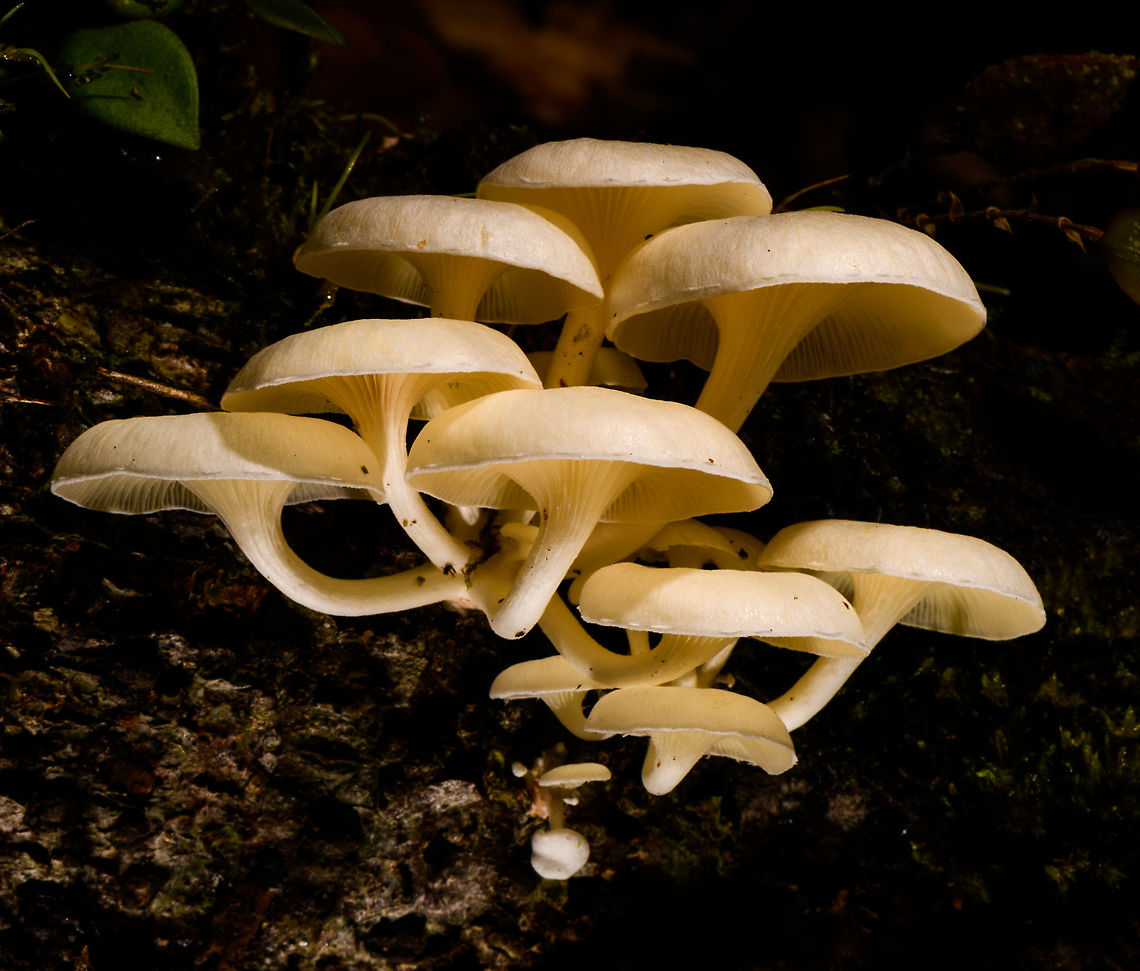Large White Fungi - front 2, La Isla Escondida, Colombia Here's another example of off-camera flash, also called creative lighting. Although the subject may be somewhat dull and the result not that shocking, this one is pretty tedious to pull off succesfully. It took 3 people and about 15 minutes of trial and error. <br />
<br />
The setup is one photographer (me) and two people each holding a remote flash unit, which I trigger when taking the shot. In both shots, the cluster of fungi is both bottom and top lit, hence two units. Both units need a precise distance, to avoid overexposure or underexposure. Much more tedious though is the angle of each unit. Slightly off and the foreground would be overexposed, and the subject not well isolated, or it would cast ugly shadows on foreground subjects. You can see how the first shot, the frontal one, has some slight issues in that area. If desired, one could also control the flash strength of each unit, but I didn't in this case, I used distance instead. <br />
<br />
I'm sharing two shots and for each shots 3 crops, to show that besides lighting, focus and depth of field were also precisely controlled down to the pixel level.<br />
<br />
Here's a version where all I did is to cool the white balance, suggesting moon light:<br />
<a href="https://www.flickr.com/photos/fledder/32746451368/in/datetaken/" rel="nofollow">https://www.flickr.com/photos/fledder/32746451368/in/datetaken/</a><br />
<br />
You have to believe me that my intention in explaining this process is not to brag, instead to just share ideas. Creative lighting is a lot of fun. It's not a game of skill, rather a game of patience, trial and error, and ideas. <br />
<br />
<figure class="photo"><a href="https://www.jungledragon.com/image/72260/large_white_fungi_-_front_1_la_isla_escondida_colombia.html" title="Large White Fungi - front 1, La Isla Escondida, Colombia"><img src="https://s3.amazonaws.com/media.jungledragon.com/images/2/72260_thumb.jpg?AWSAccessKeyId=05GMT0V3GWVNE7GGM1R2&Expires=1759968010&Signature=y61Z4LkqcsHZ5ELgZ%2FVFDtTUsg4%3D" width="200" height="172" alt="Large White Fungi - front 1, La Isla Escondida, Colombia Here's another example of off-camera flash, also called creative lighting. Although the subject may be somewhat dull and the result not that shocking, this one is pretty tedious to pull off succesfully. It took 3 people and about 15 minutes of trial and error. <br />
<br />
The setup is one photographer (me) and two people each holding a remote flash unit, which I trigger when taking the shot. In both shots, the cluster of fungi is both bottom and top lit, hence two units. Both units need a precise distance, to avoid overexposure or underexposure. Much more tedious though is the angle of each unit. Slightly off and the foreground would be overexposed, and the subject not well isolated, or it would cast ugly shadows on foreground subjects. You can see how the first shot, the frontal one, has some slight issues in that area. If desired, one could also control the flash strength of each unit, but I didn't in this case, I used distance instead. <br />
<br />
I'm sharing two shots and for each shots 3 crops, to show that besides lighting, focus and depth of field were also precisely controlled down to the pixel level.<br />
<br />
Here's a version where all I did is to cool the white balance, suggesting moon light:<br />
https://www.flickr.com/photos/fledder/32746451368/in/datetaken/<br />
<br />
You have to believe me that my intention in explaining this process is not to brag, instead to just share ideas. Creative lighting is a lot of fun. It's not a game of skill, rather a game of patience, trial and error, and ideas. <br />
<br />
https://www.jungledragon.com/image/72260/large_white_fungi_-_front_1_la_isla_escondida_colombia.html<br />
https://www.jungledragon.com/image/72261/large_white_fungi_-_front_2_la_isla_escondida_colombia.html<br />
https://www.jungledragon.com/image/72259/large_white_fungi_-_front_3_la_isla_escondida_colombia.html<br />
https://www.jungledragon.com/image/72264/large_white_fungi_-_diagonal_1_la_isla_escondida_colombia.html<br />
https://www.jungledragon.com/image/72263/large_white_fungi_-_diagonal_2_la_isla_escondida_colombia.html<br />
https://www.jungledragon.com/image/72262/large_white_fungi_-_diagonal_3_la_isla_escondida_colombia.html Colombia,Colombia 2018,Colombia South,La Isla Escondida,Putumayo,South America,World" /></a></figure><br />
<figure class="photo"><a href="https://www.jungledragon.com/image/72261/large_white_fungi_-_front_2_la_isla_escondida_colombia.html" title="Large White Fungi - front 2, La Isla Escondida, Colombia"><img src="https://s3.amazonaws.com/media.jungledragon.com/images/2/72261_thumb.jpg?AWSAccessKeyId=05GMT0V3GWVNE7GGM1R2&Expires=1759968010&Signature=24CbchlJXbsT3wsy756OQ9oZL3M%3D" width="200" height="172" alt="Large White Fungi - front 2, La Isla Escondida, Colombia Here's another example of off-camera flash, also called creative lighting. Although the subject may be somewhat dull and the result not that shocking, this one is pretty tedious to pull off succesfully. It took 3 people and about 15 minutes of trial and error. <br />
<br />
The setup is one photographer (me) and two people each holding a remote flash unit, which I trigger when taking the shot. In both shots, the cluster of fungi is both bottom and top lit, hence two units. Both units need a precise distance, to avoid overexposure or underexposure. Much more tedious though is the angle of each unit. Slightly off and the foreground would be overexposed, and the subject not well isolated, or it would cast ugly shadows on foreground subjects. You can see how the first shot, the frontal one, has some slight issues in that area. If desired, one could also control the flash strength of each unit, but I didn't in this case, I used distance instead. <br />
<br />
I'm sharing two shots and for each shots 3 crops, to show that besides lighting, focus and depth of field were also precisely controlled down to the pixel level.<br />
<br />
Here's a version where all I did is to cool the white balance, suggesting moon light:<br />
https://www.flickr.com/photos/fledder/32746451368/in/datetaken/<br />
<br />
You have to believe me that my intention in explaining this process is not to brag, instead to just share ideas. Creative lighting is a lot of fun. It's not a game of skill, rather a game of patience, trial and error, and ideas. <br />
<br />
https://www.jungledragon.com/image/72260/large_white_fungi_-_front_1_la_isla_escondida_colombia.html<br />
https://www.jungledragon.com/image/72261/large_white_fungi_-_front_2_la_isla_escondida_colombia.html<br />
https://www.jungledragon.com/image/72259/large_white_fungi_-_front_3_la_isla_escondida_colombia.html<br />
https://www.jungledragon.com/image/72264/large_white_fungi_-_diagonal_1_la_isla_escondida_colombia.html<br />
https://www.jungledragon.com/image/72263/large_white_fungi_-_diagonal_2_la_isla_escondida_colombia.html<br />
https://www.jungledragon.com/image/72262/large_white_fungi_-_diagonal_3_la_isla_escondida_colombia.html Colombia,Colombia 2018,Colombia South,La Isla Escondida,Putumayo,South America,World" /></a></figure><br />
<figure class="photo"><a href="https://www.jungledragon.com/image/72259/large_white_fungi_-_front_3_la_isla_escondida_colombia.html" title="Large White Fungi - front 3, La Isla Escondida, Colombia"><img src="https://s3.amazonaws.com/media.jungledragon.com/images/2/72259_thumb.jpg?AWSAccessKeyId=05GMT0V3GWVNE7GGM1R2&Expires=1759968010&Signature=ngqidciUd%2FBoaIF%2FqYU%2FAbEyqKQ%3D" width="200" height="172" alt="Large White Fungi - front 3, La Isla Escondida, Colombia Here's another example of off-camera flash, also called creative lighting. Although the subject may be somewhat dull and the result not that shocking, this one is pretty tedious to pull off succesfully. It took 3 people and about 15 minutes of trial and error. <br />
<br />
The setup is one photographer (me) and two people each holding a remote flash unit, which I trigger when taking the shot. In both shots, the cluster of fungi is both bottom and top lit, hence two units. Both units need a precise distance, to avoid overexposure or underexposure. Much more tedious though is the angle of each unit. Slightly off and the foreground would be overexposed, and the subject not well isolated, or it would cast ugly shadows on foreground subjects. You can see how the first shot, the frontal one, has some slight issues in that area. If desired, one could also control the flash strength of each unit, but I didn't in this case, I used distance instead. <br />
<br />
I'm sharing two shots and for each shots 3 crops, to show that besides lighting, focus and depth of field were also precisely controlled down to the pixel level.<br />
<br />
Here's a version where all I did is to cool the white balance, suggesting moon light:<br />
https://www.flickr.com/photos/fledder/32746451368/in/datetaken/<br />
<br />
You have to believe me that my intention in explaining this process is not to brag, instead to just share ideas. Creative lighting is a lot of fun. It's not a game of skill, rather a game of patience, trial and error, and ideas. <br />
<br />
https://www.jungledragon.com/image/72260/large_white_fungi_-_front_1_la_isla_escondida_colombia.html<br />
https://www.jungledragon.com/image/72261/large_white_fungi_-_front_2_la_isla_escondida_colombia.html<br />
https://www.jungledragon.com/image/72259/large_white_fungi_-_front_3_la_isla_escondida_colombia.html<br />
https://www.jungledragon.com/image/72264/large_white_fungi_-_diagonal_1_la_isla_escondida_colombia.html<br />
https://www.jungledragon.com/image/72263/large_white_fungi_-_diagonal_2_la_isla_escondida_colombia.html<br />
https://www.jungledragon.com/image/72262/large_white_fungi_-_diagonal_3_la_isla_escondida_colombia.html Colombia,Colombia 2018,Colombia South,La Isla Escondida,Putumayo,South America,World" /></a></figure><br />
<figure class="photo"><a href="https://www.jungledragon.com/image/72264/large_white_fungi_-_diagonal_1_la_isla_escondida_colombia.html" title="Large White Fungi - diagonal 1, La Isla Escondida, Colombia"><img src="https://s3.amazonaws.com/media.jungledragon.com/images/2/72264_thumb.jpg?AWSAccessKeyId=05GMT0V3GWVNE7GGM1R2&Expires=1759968010&Signature=PY5dr9yDinq5daotca64eYBoafg%3D" width="102" height="152" alt="Large White Fungi - diagonal 1, La Isla Escondida, Colombia Here's another example of off-camera flash, also called creative lighting. Although the subject may be somewhat dull and the result not that shocking, this one is pretty tedious to pull off succesfully. It took 3 people and about 15 minutes of trial and error. <br />
<br />
The setup is one photographer (me) and two people each holding a remote flash unit, which I trigger when taking the shot. In both shots, the cluster of fungi is both bottom and top lit, hence two units. Both units need a precise distance, to avoid overexposure or underexposure. Much more tedious though is the angle of each unit. Slightly off and the foreground would be overexposed, and the subject not well isolated, or it would cast ugly shadows on foreground subjects. You can see how the first shot, the frontal one, has some slight issues in that area. If desired, one could also control the flash strength of each unit, but I didn't in this case, I used distance instead. <br />
<br />
I'm sharing two shots and for each shots 3 crops, to show that besides lighting, focus and depth of field were also precisely controlled down to the pixel level.<br />
<br />
Here's a version where all I did is to cool the white balance, suggesting moon light:<br />
https://www.flickr.com/photos/fledder/32746451368/in/datetaken/<br />
<br />
You have to believe me that my intention in explaining this process is not to brag, instead to just share ideas. Creative lighting is a lot of fun. It's not a game of skill, rather a game of patience, trial and error, and ideas. <br />
<br />
https://www.jungledragon.com/image/72260/large_white_fungi_-_front_1_la_isla_escondida_colombia.html<br />
https://www.jungledragon.com/image/72261/large_white_fungi_-_front_2_la_isla_escondida_colombia.html<br />
https://www.jungledragon.com/image/72259/large_white_fungi_-_front_3_la_isla_escondida_colombia.html<br />
https://www.jungledragon.com/image/72264/large_white_fungi_-_diagonal_1_la_isla_escondida_colombia.html<br />
https://www.jungledragon.com/image/72263/large_white_fungi_-_diagonal_2_la_isla_escondida_colombia.html<br />
https://www.jungledragon.com/image/72262/large_white_fungi_-_diagonal_3_la_isla_escondida_colombia.html Colombia,Colombia 2018,Colombia South,La Isla Escondida,Putumayo,South America,World" /></a></figure><br />
<figure class="photo"><a href="https://www.jungledragon.com/image/72263/large_white_fungi_-_diagonal_2_la_isla_escondida_colombia.html" title="Large White Fungi - diagonal 2, La Isla Escondida, Colombia"><img src="https://s3.amazonaws.com/media.jungledragon.com/images/2/72263_thumb.jpg?AWSAccessKeyId=05GMT0V3GWVNE7GGM1R2&Expires=1759968010&Signature=nrPAEUIdXyLzYUFdBIxqiwh3DXg%3D" width="140" height="152" alt="Large White Fungi - diagonal 2, La Isla Escondida, Colombia Here's another example of off-camera flash, also called creative lighting. Although the subject may be somewhat dull and the result not that shocking, this one is pretty tedious to pull off succesfully. It took 3 people and about 15 minutes of trial and error. <br />
<br />
The setup is one photographer (me) and two people each holding a remote flash unit, which I trigger when taking the shot. In both shots, the cluster of fungi is both bottom and top lit, hence two units. Both units need a precise distance, to avoid overexposure or underexposure. Much more tedious though is the angle of each unit. Slightly off and the foreground would be overexposed, and the subject not well isolated, or it would cast ugly shadows on foreground subjects. You can see how the first shot, the frontal one, has some slight issues in that area. If desired, one could also control the flash strength of each unit, but I didn't in this case, I used distance instead. <br />
<br />
I'm sharing two shots and for each shots 3 crops, to show that besides lighting, focus and depth of field were also precisely controlled down to the pixel level.<br />
<br />
Here's a version where all I did is to cool the white balance, suggesting moon light:<br />
https://www.flickr.com/photos/fledder/32746451368/in/datetaken/<br />
<br />
You have to believe me that my intention in explaining this process is not to brag, instead to just share ideas. Creative lighting is a lot of fun. It's not a game of skill, rather a game of patience, trial and error, and ideas. <br />
<br />
https://www.jungledragon.com/image/72260/large_white_fungi_-_front_1_la_isla_escondida_colombia.html<br />
https://www.jungledragon.com/image/72261/large_white_fungi_-_front_2_la_isla_escondida_colombia.html<br />
https://www.jungledragon.com/image/72259/large_white_fungi_-_front_3_la_isla_escondida_colombia.html<br />
https://www.jungledragon.com/image/72264/large_white_fungi_-_diagonal_1_la_isla_escondida_colombia.html<br />
https://www.jungledragon.com/image/72263/large_white_fungi_-_diagonal_2_la_isla_escondida_colombia.html<br />
https://www.jungledragon.com/image/72262/large_white_fungi_-_diagonal_3_la_isla_escondida_colombia.html Colombia,Colombia 2018,Colombia South,La Isla Escondida,Putumayo,South America,World" /></a></figure><br />
<figure class="photo"><a href="https://www.jungledragon.com/image/72262/large_white_fungi_-_diagonal_3_la_isla_escondida_colombia.html" title="Large White Fungi - diagonal 3, La Isla Escondida, Colombia"><img src="https://s3.amazonaws.com/media.jungledragon.com/images/2/72262_thumb.jpg?AWSAccessKeyId=05GMT0V3GWVNE7GGM1R2&Expires=1759968010&Signature=yPdIQF3REhwjJRfnCd1VWGFWY6w%3D" width="200" height="138" alt="Large White Fungi - diagonal 3, La Isla Escondida, Colombia Here's another example of off-camera flash, also called creative lighting. Although the subject may be somewhat dull and the result not that shocking, this one is pretty tedious to pull off succesfully. It took 3 people and about 15 minutes of trial and error. <br />
<br />
The setup is one photographer (me) and two people each holding a remote flash unit, which I trigger when taking the shot. In both shots, the cluster of fungi is both bottom and top lit, hence two units. Both units need a precise distance, to avoid overexposure or underexposure. Much more tedious though is the angle of each unit. Slightly off and the foreground would be overexposed, and the subject not well isolated, or it would cast ugly shadows on foreground subjects. You can see how the first shot, the frontal one, has some slight issues in that area. If desired, one could also control the flash strength of each unit, but I didn't in this case, I used distance instead. <br />
<br />
I'm sharing two shots and for each shots 3 crops, to show that besides lighting, focus and depth of field were also precisely controlled down to the pixel level.<br />
<br />
Here's a version where all I did is to cool the white balance, suggesting moon light:<br />
https://www.flickr.com/photos/fledder/32746451368/in/datetaken/<br />
<br />
You have to believe me that my intention in explaining this process is not to brag, instead to just share ideas. Creative lighting is a lot of fun. It's not a game of skill, rather a game of patience, trial and error, and ideas. <br />
<br />
https://www.jungledragon.com/image/72260/large_white_fungi_-_front_1_la_isla_escondida_colombia.html<br />
https://www.jungledragon.com/image/72261/large_white_fungi_-_front_2_la_isla_escondida_colombia.html<br />
https://www.jungledragon.com/image/72259/large_white_fungi_-_front_3_la_isla_escondida_colombia.html<br />
https://www.jungledragon.com/image/72264/large_white_fungi_-_diagonal_1_la_isla_escondida_colombia.html<br />
https://www.jungledragon.com/image/72263/large_white_fungi_-_diagonal_2_la_isla_escondida_colombia.html<br />
https://www.jungledragon.com/image/72262/large_white_fungi_-_diagonal_3_la_isla_escondida_colombia.html Colombia,Colombia 2018,Colombia South,La Isla Escondida,Putumayo,South America,World" /></a></figure> Colombia,Colombia 2018,Colombia South,La Isla Escondida,Putumayo,South America,World