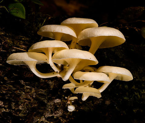 Large White Fungi - front 2, La Isla Escondida, Colombia Here's another example of off-camera flash, also called creative lighting. Although the subject may be somewhat dull and the result not that shocking, this one is pretty tedious to pull off succesfully. It took 3 people and about 15 minutes of trial and error. 

The setup is one photographer (me) and two people each holding a remote flash unit, which I trigger when taking the shot. In both shots, the cluster of fungi is both bottom and top lit, hence two units. Both units need a precise distance, to avoid overexposure or underexposure. Much more tedious though is the angle of each unit. Slightly off and the foreground would be overexposed, and the subject not well isolated, or it would cast ugly shadows on foreground subjects. You can see how the first shot, the frontal one, has some slight issues in that area. If desired, one could also control the flash strength of each unit, but I didn't in this case, I used distance instead. 

I'm sharing two shots and for each shots 3 crops, to show that besides lighting, focus and depth of field were also precisely controlled down to the pixel level.

Here's a version where all I did is to cool the white balance, suggesting moon light:
https://www.flickr.com/photos/fledder/32746451368/in/datetaken/

You have to believe me that my intention in explaining this process is not to brag, instead to just share ideas. Creative lighting is a lot of fun. It's not a game of skill, rather a game of patience, trial and error, and ideas. 

https://www.jungledragon.com/image/72260/large_white_fungi_-_front_1_la_isla_escondida_colombia.html
https://www.jungledragon.com/image/72261/large_white_fungi_-_front_2_la_isla_escondida_colombia.html
https://www.jungledragon.com/image/72259/large_white_fungi_-_front_3_la_isla_escondida_colombia.html
https://www.jungledragon.com/image/72264/large_white_fungi_-_diagonal_1_la_isla_escondida_colombia.html
https://www.jungledragon.com/image/72263/large_white_fungi_-_diagonal_2_la_isla_escondida_colombia.html
https://www.jungledragon.com/image/72262/large_white_fungi_-_diagonal_3_la_isla_escondida_colombia.html Colombia,Colombia 2018,Colombia South,La Isla Escondida,Putumayo,South America,World