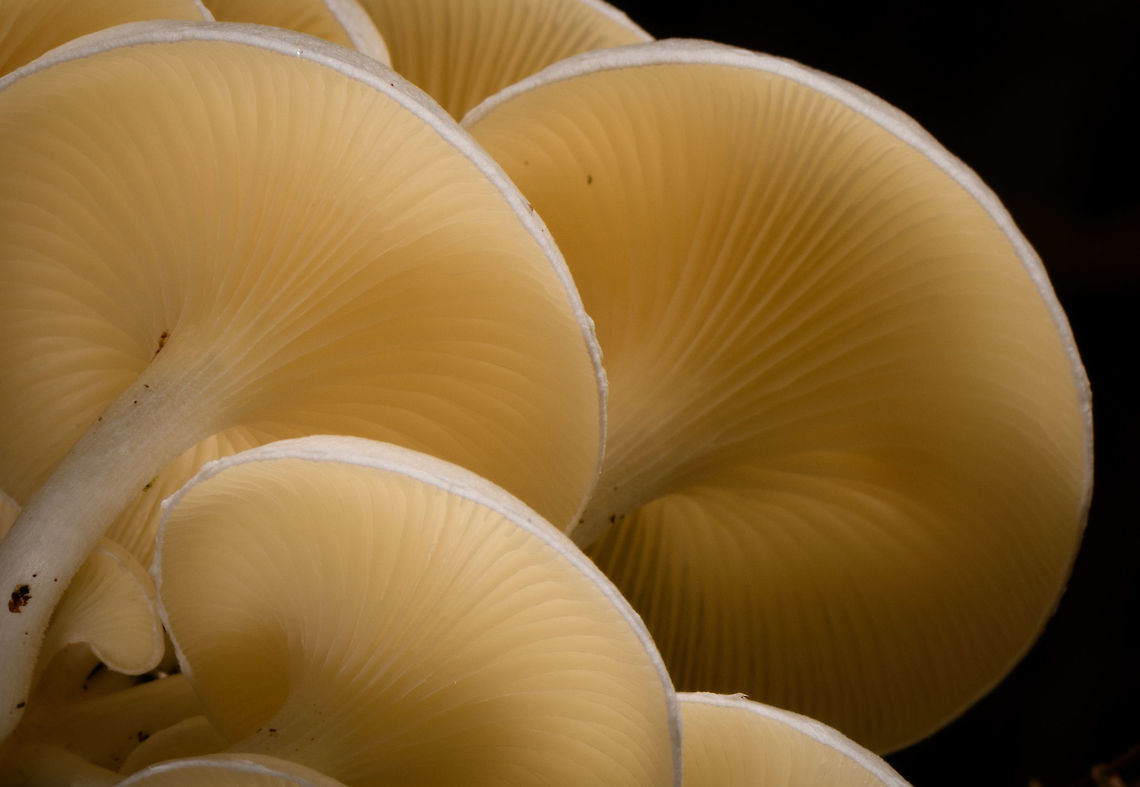 Large White Fungi - diagonal 3, La Isla Escondida, Colombia Here&#039;s another example of off-camera flash, also called creative lighting. Although the subject may be somewhat dull and the result not that shocking, this one is pretty tedious to pull off succesfully. It took 3 people and about 15 minutes of trial and error. <br />
<br />
The setup is one photographer (me) and two people each holding a remote flash unit, which I trigger when taking the shot. In both shots, the cluster of fungi is both bottom and top lit, hence two units. Both units need a precise distance, to avoid overexposure or underexposure. Much more tedious though is the angle of each unit. Slightly off and the foreground would be overexposed, and the subject not well isolated, or it would cast ugly shadows on foreground subjects. You can see how the first shot, the frontal one, has some slight issues in that area. If desired, one could also control the flash strength of each unit, but I didn&#039;t in this case, I used distance instead. <br />
<br />
I&#039;m sharing two shots and for each shots 3 crops, to show that besides lighting, focus and depth of field were also precisely controlled down to the pixel level.<br />
<br />
Here&#039;s a version where all I did is to cool the white balance, suggesting moon light:<br />
<a href="https://www.flickr.com/photos/fledder/32746451368/in/datetaken/" rel="nofollow">https://www.flickr.com/photos/fledder/32746451368/in/datetaken/</a><br />
<br />
You have to believe me that my intention in explaining this process is not to brag, instead to just share ideas. Creative lighting is a lot of fun. It&#039;s not a game of skill, rather a game of patience, trial and error, and ideas. <br />
<br />
<figure class="photo"><a href="https://www.jungledragon.com/image/72260/large_white_fungi_-_front_1_la_isla_escondida_colombia.html" title="Large White Fungi - front 1, La Isla Escondida, Colombia"><img src="https://s3.amazonaws.com/media.jungledragon.com/images/2/72260_thumb.jpg?AWSAccessKeyId=05GMT0V3GWVNE7GGM1R2&Expires=1767225610&Signature=PpQ9VlWBGw87e795zPFM6l1SYms%3D" width="200" height="172" alt="Large White Fungi - front 1, La Isla Escondida, Colombia Here&#039;s another example of off-camera flash, also called creative lighting. Although the subject may be somewhat dull and the result not that shocking, this one is pretty tedious to pull off succesfully. It took 3 people and about 15 minutes of trial and error. <br />
<br />
The setup is one photographer (me) and two people each holding a remote flash unit, which I trigger when taking the shot. In both shots, the cluster of fungi is both bottom and top lit, hence two units. Both units need a precise distance, to avoid overexposure or underexposure. Much more tedious though is the angle of each unit. Slightly off and the foreground would be overexposed, and the subject not well isolated, or it would cast ugly shadows on foreground subjects. You can see how the first shot, the frontal one, has some slight issues in that area. If desired, one could also control the flash strength of each unit, but I didn&#039;t in this case, I used distance instead. <br />
<br />
I&#039;m sharing two shots and for each shots 3 crops, to show that besides lighting, focus and depth of field were also precisely controlled down to the pixel level.<br />
<br />
Here&#039;s a version where all I did is to cool the white balance, suggesting moon light:<br />
https://www.flickr.com/photos/fledder/32746451368/in/datetaken/<br />
<br />
You have to believe me that my intention in explaining this process is not to brag, instead to just share ideas. Creative lighting is a lot of fun. It&#039;s not a game of skill, rather a game of patience, trial and error, and ideas. <br />
<br />
https://www.jungledragon.com/image/72260/large_white_fungi_-_front_1_la_isla_escondida_colombia.html<br />
https://www.jungledragon.com/image/72261/large_white_fungi_-_front_2_la_isla_escondida_colombia.html<br />
https://www.jungledragon.com/image/72259/large_white_fungi_-_front_3_la_isla_escondida_colombia.html<br />
https://www.jungledragon.com/image/72264/large_white_fungi_-_diagonal_1_la_isla_escondida_colombia.html<br />
https://www.jungledragon.com/image/72263/large_white_fungi_-_diagonal_2_la_isla_escondida_colombia.html<br />
https://www.jungledragon.com/image/72262/large_white_fungi_-_diagonal_3_la_isla_escondida_colombia.html Colombia,Colombia 2018,Colombia South,La Isla Escondida,Putumayo,South America,World" /></a></figure><br />
<figure class="photo"><a href="https://www.jungledragon.com/image/72261/large_white_fungi_-_front_2_la_isla_escondida_colombia.html" title="Large White Fungi - front 2, La Isla Escondida, Colombia"><img src="https://s3.amazonaws.com/media.jungledragon.com/images/2/72261_thumb.jpg?AWSAccessKeyId=05GMT0V3GWVNE7GGM1R2&Expires=1767225610&Signature=4uuoil7UcSMWn9QU0lLQlvVDL%2BE%3D" width="200" height="172" alt="Large White Fungi - front 2, La Isla Escondida, Colombia Here&#039;s another example of off-camera flash, also called creative lighting. Although the subject may be somewhat dull and the result not that shocking, this one is pretty tedious to pull off succesfully. It took 3 people and about 15 minutes of trial and error. <br />
<br />
The setup is one photographer (me) and two people each holding a remote flash unit, which I trigger when taking the shot. In both shots, the cluster of fungi is both bottom and top lit, hence two units. Both units need a precise distance, to avoid overexposure or underexposure. Much more tedious though is the angle of each unit. Slightly off and the foreground would be overexposed, and the subject not well isolated, or it would cast ugly shadows on foreground subjects. You can see how the first shot, the frontal one, has some slight issues in that area. If desired, one could also control the flash strength of each unit, but I didn&#039;t in this case, I used distance instead. <br />
<br />
I&#039;m sharing two shots and for each shots 3 crops, to show that besides lighting, focus and depth of field were also precisely controlled down to the pixel level.<br />
<br />
Here&#039;s a version where all I did is to cool the white balance, suggesting moon light:<br />
https://www.flickr.com/photos/fledder/32746451368/in/datetaken/<br />
<br />
You have to believe me that my intention in explaining this process is not to brag, instead to just share ideas. Creative lighting is a lot of fun. It&#039;s not a game of skill, rather a game of patience, trial and error, and ideas. <br />
<br />
https://www.jungledragon.com/image/72260/large_white_fungi_-_front_1_la_isla_escondida_colombia.html<br />
https://www.jungledragon.com/image/72261/large_white_fungi_-_front_2_la_isla_escondida_colombia.html<br />
https://www.jungledragon.com/image/72259/large_white_fungi_-_front_3_la_isla_escondida_colombia.html<br />
https://www.jungledragon.com/image/72264/large_white_fungi_-_diagonal_1_la_isla_escondida_colombia.html<br />
https://www.jungledragon.com/image/72263/large_white_fungi_-_diagonal_2_la_isla_escondida_colombia.html<br />
https://www.jungledragon.com/image/72262/large_white_fungi_-_diagonal_3_la_isla_escondida_colombia.html Colombia,Colombia 2018,Colombia South,La Isla Escondida,Putumayo,South America,World" /></a></figure><br />
<figure class="photo"><a href="https://www.jungledragon.com/image/72259/large_white_fungi_-_front_3_la_isla_escondida_colombia.html" title="Large White Fungi - front 3, La Isla Escondida, Colombia"><img src="https://s3.amazonaws.com/media.jungledragon.com/images/2/72259_thumb.jpg?AWSAccessKeyId=05GMT0V3GWVNE7GGM1R2&Expires=1767225610&Signature=BIFMc5M6U7sgGoh2V7OgJ81ypEE%3D" width="200" height="172" alt="Large White Fungi - front 3, La Isla Escondida, Colombia Here&#039;s another example of off-camera flash, also called creative lighting. Although the subject may be somewhat dull and the result not that shocking, this one is pretty tedious to pull off succesfully. It took 3 people and about 15 minutes of trial and error. <br />
<br />
The setup is one photographer (me) and two people each holding a remote flash unit, which I trigger when taking the shot. In both shots, the cluster of fungi is both bottom and top lit, hence two units. Both units need a precise distance, to avoid overexposure or underexposure. Much more tedious though is the angle of each unit. Slightly off and the foreground would be overexposed, and the subject not well isolated, or it would cast ugly shadows on foreground subjects. You can see how the first shot, the frontal one, has some slight issues in that area. If desired, one could also control the flash strength of each unit, but I didn&#039;t in this case, I used distance instead. <br />
<br />
I&#039;m sharing two shots and for each shots 3 crops, to show that besides lighting, focus and depth of field were also precisely controlled down to the pixel level.<br />
<br />
Here&#039;s a version where all I did is to cool the white balance, suggesting moon light:<br />
https://www.flickr.com/photos/fledder/32746451368/in/datetaken/<br />
<br />
You have to believe me that my intention in explaining this process is not to brag, instead to just share ideas. Creative lighting is a lot of fun. It&#039;s not a game of skill, rather a game of patience, trial and error, and ideas. <br />
<br />
https://www.jungledragon.com/image/72260/large_white_fungi_-_front_1_la_isla_escondida_colombia.html<br />
https://www.jungledragon.com/image/72261/large_white_fungi_-_front_2_la_isla_escondida_colombia.html<br />
https://www.jungledragon.com/image/72259/large_white_fungi_-_front_3_la_isla_escondida_colombia.html<br />
https://www.jungledragon.com/image/72264/large_white_fungi_-_diagonal_1_la_isla_escondida_colombia.html<br />
https://www.jungledragon.com/image/72263/large_white_fungi_-_diagonal_2_la_isla_escondida_colombia.html<br />
https://www.jungledragon.com/image/72262/large_white_fungi_-_diagonal_3_la_isla_escondida_colombia.html Colombia,Colombia 2018,Colombia South,La Isla Escondida,Putumayo,South America,World" /></a></figure><br />
<figure class="photo"><a href="https://www.jungledragon.com/image/72264/large_white_fungi_-_diagonal_1_la_isla_escondida_colombia.html" title="Large White Fungi - diagonal 1, La Isla Escondida, Colombia"><img src="https://s3.amazonaws.com/media.jungledragon.com/images/2/72264_thumb.jpg?AWSAccessKeyId=05GMT0V3GWVNE7GGM1R2&Expires=1767225610&Signature=LqYs6YFxzNWNfkw%2BthW%2FfXbBhTM%3D" width="102" height="152" alt="Large White Fungi - diagonal 1, La Isla Escondida, Colombia Here&#039;s another example of off-camera flash, also called creative lighting. Although the subject may be somewhat dull and the result not that shocking, this one is pretty tedious to pull off succesfully. It took 3 people and about 15 minutes of trial and error. <br />
<br />
The setup is one photographer (me) and two people each holding a remote flash unit, which I trigger when taking the shot. In both shots, the cluster of fungi is both bottom and top lit, hence two units. Both units need a precise distance, to avoid overexposure or underexposure. Much more tedious though is the angle of each unit. Slightly off and the foreground would be overexposed, and the subject not well isolated, or it would cast ugly shadows on foreground subjects. You can see how the first shot, the frontal one, has some slight issues in that area. If desired, one could also control the flash strength of each unit, but I didn&#039;t in this case, I used distance instead. <br />
<br />
I&#039;m sharing two shots and for each shots 3 crops, to show that besides lighting, focus and depth of field were also precisely controlled down to the pixel level.<br />
<br />
Here&#039;s a version where all I did is to cool the white balance, suggesting moon light:<br />
https://www.flickr.com/photos/fledder/32746451368/in/datetaken/<br />
<br />
You have to believe me that my intention in explaining this process is not to brag, instead to just share ideas. Creative lighting is a lot of fun. It&#039;s not a game of skill, rather a game of patience, trial and error, and ideas. <br />
<br />
https://www.jungledragon.com/image/72260/large_white_fungi_-_front_1_la_isla_escondida_colombia.html<br />
https://www.jungledragon.com/image/72261/large_white_fungi_-_front_2_la_isla_escondida_colombia.html<br />
https://www.jungledragon.com/image/72259/large_white_fungi_-_front_3_la_isla_escondida_colombia.html<br />
https://www.jungledragon.com/image/72264/large_white_fungi_-_diagonal_1_la_isla_escondida_colombia.html<br />
https://www.jungledragon.com/image/72263/large_white_fungi_-_diagonal_2_la_isla_escondida_colombia.html<br />
https://www.jungledragon.com/image/72262/large_white_fungi_-_diagonal_3_la_isla_escondida_colombia.html Colombia,Colombia 2018,Colombia South,La Isla Escondida,Putumayo,South America,World" /></a></figure><br />
<figure class="photo"><a href="https://www.jungledragon.com/image/72263/large_white_fungi_-_diagonal_2_la_isla_escondida_colombia.html" title="Large White Fungi - diagonal 2, La Isla Escondida, Colombia"><img src="https://s3.amazonaws.com/media.jungledragon.com/images/2/72263_thumb.jpg?AWSAccessKeyId=05GMT0V3GWVNE7GGM1R2&Expires=1767225610&Signature=pewcmlAsxgd%2B6nGZxG5Iugsziqg%3D" width="140" height="152" alt="Large White Fungi - diagonal 2, La Isla Escondida, Colombia Here&#039;s another example of off-camera flash, also called creative lighting. Although the subject may be somewhat dull and the result not that shocking, this one is pretty tedious to pull off succesfully. It took 3 people and about 15 minutes of trial and error. <br />
<br />
The setup is one photographer (me) and two people each holding a remote flash unit, which I trigger when taking the shot. In both shots, the cluster of fungi is both bottom and top lit, hence two units. Both units need a precise distance, to avoid overexposure or underexposure. Much more tedious though is the angle of each unit. Slightly off and the foreground would be overexposed, and the subject not well isolated, or it would cast ugly shadows on foreground subjects. You can see how the first shot, the frontal one, has some slight issues in that area. If desired, one could also control the flash strength of each unit, but I didn&#039;t in this case, I used distance instead. <br />
<br />
I&#039;m sharing two shots and for each shots 3 crops, to show that besides lighting, focus and depth of field were also precisely controlled down to the pixel level.<br />
<br />
Here&#039;s a version where all I did is to cool the white balance, suggesting moon light:<br />
https://www.flickr.com/photos/fledder/32746451368/in/datetaken/<br />
<br />
You have to believe me that my intention in explaining this process is not to brag, instead to just share ideas. Creative lighting is a lot of fun. It&#039;s not a game of skill, rather a game of patience, trial and error, and ideas. <br />
<br />
https://www.jungledragon.com/image/72260/large_white_fungi_-_front_1_la_isla_escondida_colombia.html<br />
https://www.jungledragon.com/image/72261/large_white_fungi_-_front_2_la_isla_escondida_colombia.html<br />
https://www.jungledragon.com/image/72259/large_white_fungi_-_front_3_la_isla_escondida_colombia.html<br />
https://www.jungledragon.com/image/72264/large_white_fungi_-_diagonal_1_la_isla_escondida_colombia.html<br />
https://www.jungledragon.com/image/72263/large_white_fungi_-_diagonal_2_la_isla_escondida_colombia.html<br />
https://www.jungledragon.com/image/72262/large_white_fungi_-_diagonal_3_la_isla_escondida_colombia.html Colombia,Colombia 2018,Colombia South,La Isla Escondida,Putumayo,South America,World" /></a></figure><br />
<figure class="photo"><a href="https://www.jungledragon.com/image/72262/large_white_fungi_-_diagonal_3_la_isla_escondida_colombia.html" title="Large White Fungi - diagonal 3, La Isla Escondida, Colombia"><img src="https://s3.amazonaws.com/media.jungledragon.com/images/2/72262_thumb.jpg?AWSAccessKeyId=05GMT0V3GWVNE7GGM1R2&Expires=1767225610&Signature=nV1be%2BAoH7yuowg4OgO6dv7snDA%3D" width="200" height="138" alt="Large White Fungi - diagonal 3, La Isla Escondida, Colombia Here&#039;s another example of off-camera flash, also called creative lighting. Although the subject may be somewhat dull and the result not that shocking, this one is pretty tedious to pull off succesfully. It took 3 people and about 15 minutes of trial and error. <br />
<br />
The setup is one photographer (me) and two people each holding a remote flash unit, which I trigger when taking the shot. In both shots, the cluster of fungi is both bottom and top lit, hence two units. Both units need a precise distance, to avoid overexposure or underexposure. Much more tedious though is the angle of each unit. Slightly off and the foreground would be overexposed, and the subject not well isolated, or it would cast ugly shadows on foreground subjects. You can see how the first shot, the frontal one, has some slight issues in that area. If desired, one could also control the flash strength of each unit, but I didn&#039;t in this case, I used distance instead. <br />
<br />
I&#039;m sharing two shots and for each shots 3 crops, to show that besides lighting, focus and depth of field were also precisely controlled down to the pixel level.<br />
<br />
Here&#039;s a version where all I did is to cool the white balance, suggesting moon light:<br />
https://www.flickr.com/photos/fledder/32746451368/in/datetaken/<br />
<br />
You have to believe me that my intention in explaining this process is not to brag, instead to just share ideas. Creative lighting is a lot of fun. It&#039;s not a game of skill, rather a game of patience, trial and error, and ideas. <br />
<br />
https://www.jungledragon.com/image/72260/large_white_fungi_-_front_1_la_isla_escondida_colombia.html<br />
https://www.jungledragon.com/image/72261/large_white_fungi_-_front_2_la_isla_escondida_colombia.html<br />
https://www.jungledragon.com/image/72259/large_white_fungi_-_front_3_la_isla_escondida_colombia.html<br />
https://www.jungledragon.com/image/72264/large_white_fungi_-_diagonal_1_la_isla_escondida_colombia.html<br />
https://www.jungledragon.com/image/72263/large_white_fungi_-_diagonal_2_la_isla_escondida_colombia.html<br />
https://www.jungledragon.com/image/72262/large_white_fungi_-_diagonal_3_la_isla_escondida_colombia.html Colombia,Colombia 2018,Colombia South,La Isla Escondida,Putumayo,South America,World" /></a></figure> Colombia,Colombia 2018,Colombia South,La Isla Escondida,Putumayo,South America,World