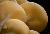 Large White Fungi - diagonal 3, La Isla Escondida, Colombia Here's another example of off-camera flash, also called creative lighting. Although the subject may be somewhat dull and the result not that shocking, this one is pretty tedious to pull off succesfully. It took 3 people and about 15 minutes of trial and error. <br />
<br />
The setup is one photographer (me) and two people each holding a remote flash unit, which I trigger when taking the shot. In both shots, the cluster of fungi is both bottom and top lit, hence two units. Both units need a precise distance, to avoid overexposure or underexposure. Much more tedious though is the angle of each unit. Slightly off and the foreground would be overexposed, and the subject not well isolated, or it would cast ugly shadows on foreground subjects. You can see how the first shot, the frontal one, has some slight issues in that area. If desired, one could also control the flash strength of each unit, but I didn't in this case, I used distance instead. <br />
<br />
I'm sharing two shots and for each shots 3 crops, to show that besides lighting, focus and depth of field were also precisely controlled down to the pixel level.<br />
<br />
Here's a version where all I did is to cool the white balance, suggesting moon light:<br />
https://www.flickr.com/photos/fledder/32746451368/in/datetaken/<br />
<br />
You have to believe me that my intention in explaining this process is not to brag, instead to just share ideas. Creative lighting is a lot of fun. It's not a game of skill, rather a game of patience, trial and error, and ideas. <br />
<br />
https://www.jungledragon.com/image/72260/large_white_fungi_-_front_1_la_isla_escondida_colombia.html<br />
https://www.jungledragon.com/image/72261/large_white_fungi_-_front_2_la_isla_escondida_colombia.html<br />
https://www.jungledragon.com/image/72259/large_white_fungi_-_front_3_la_isla_escondida_colombia.html<br />
https://www.jungledragon.com/image/72264/large_white_fungi_-_diagonal_1_la_isla_escondida_colombia.html<br />
https://www.jungledragon.com/image/72263/large_white_fungi_-_diagonal_2_la_isla_escondida_colombia.html<br />
https://www.jungledragon.com/image/72262/large_white_fungi_-_diagonal_3_la_isla_escondida_colombia.html Colombia,Colombia 2018,Colombia South,La Isla Escondida,Putumayo,South America,World