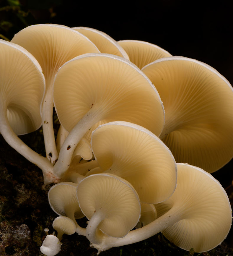 Large White Fungi - diagonal 2, La Isla Escondida, Colombia Here&#039;s another example of off-camera flash, also called creative lighting. Although the subject may be somewhat dull and the result not that shocking, this one is pretty tedious to pull off succesfully. It took 3 people and about 15 minutes of trial and error. <br />
<br />
The setup is one photographer (me) and two people each holding a remote flash unit, which I trigger when taking the shot. In both shots, the cluster of fungi is both bottom and top lit, hence two units. Both units need a precise distance, to avoid overexposure or underexposure. Much more tedious though is the angle of each unit. Slightly off and the foreground would be overexposed, and the subject not well isolated, or it would cast ugly shadows on foreground subjects. You can see how the first shot, the frontal one, has some slight issues in that area. If desired, one could also control the flash strength of each unit, but I didn&#039;t in this case, I used distance instead. <br />
<br />
I&#039;m sharing two shots and for each shots 3 crops, to show that besides lighting, focus and depth of field were also precisely controlled down to the pixel level.<br />
<br />
Here&#039;s a version where all I did is to cool the white balance, suggesting moon light:<br />
<a href="https://www.flickr.com/photos/fledder/32746451368/in/datetaken/" rel="nofollow">https://www.flickr.com/photos/fledder/32746451368/in/datetaken/</a><br />
<br />
You have to believe me that my intention in explaining this process is not to brag, instead to just share ideas. Creative lighting is a lot of fun. It&#039;s not a game of skill, rather a game of patience, trial and error, and ideas. <br />
<br />
<figure class="photo"><a href="https://www.jungledragon.com/image/72260/large_white_fungi_-_front_1_la_isla_escondida_colombia.html" title="Large White Fungi - front 1, La Isla Escondida, Colombia"><img src="https://s3.amazonaws.com/media.jungledragon.com/images/2/72260_thumb.jpg?AWSAccessKeyId=05GMT0V3GWVNE7GGM1R2&Expires=1767225610&Signature=PpQ9VlWBGw87e795zPFM6l1SYms%3D" width="200" height="172" alt="Large White Fungi - front 1, La Isla Escondida, Colombia Here&#039;s another example of off-camera flash, also called creative lighting. Although the subject may be somewhat dull and the result not that shocking, this one is pretty tedious to pull off succesfully. It took 3 people and about 15 minutes of trial and error. <br />
<br />
The setup is one photographer (me) and two people each holding a remote flash unit, which I trigger when taking the shot. In both shots, the cluster of fungi is both bottom and top lit, hence two units. Both units need a precise distance, to avoid overexposure or underexposure. Much more tedious though is the angle of each unit. Slightly off and the foreground would be overexposed, and the subject not well isolated, or it would cast ugly shadows on foreground subjects. You can see how the first shot, the frontal one, has some slight issues in that area. If desired, one could also control the flash strength of each unit, but I didn&#039;t in this case, I used distance instead. <br />
<br />
I&#039;m sharing two shots and for each shots 3 crops, to show that besides lighting, focus and depth of field were also precisely controlled down to the pixel level.<br />
<br />
Here&#039;s a version where all I did is to cool the white balance, suggesting moon light:<br />
https://www.flickr.com/photos/fledder/32746451368/in/datetaken/<br />
<br />
You have to believe me that my intention in explaining this process is not to brag, instead to just share ideas. Creative lighting is a lot of fun. It&#039;s not a game of skill, rather a game of patience, trial and error, and ideas. <br />
<br />
https://www.jungledragon.com/image/72260/large_white_fungi_-_front_1_la_isla_escondida_colombia.html<br />
https://www.jungledragon.com/image/72261/large_white_fungi_-_front_2_la_isla_escondida_colombia.html<br />
https://www.jungledragon.com/image/72259/large_white_fungi_-_front_3_la_isla_escondida_colombia.html<br />
https://www.jungledragon.com/image/72264/large_white_fungi_-_diagonal_1_la_isla_escondida_colombia.html<br />
https://www.jungledragon.com/image/72263/large_white_fungi_-_diagonal_2_la_isla_escondida_colombia.html<br />
https://www.jungledragon.com/image/72262/large_white_fungi_-_diagonal_3_la_isla_escondida_colombia.html Colombia,Colombia 2018,Colombia South,La Isla Escondida,Putumayo,South America,World" /></a></figure><br />
<figure class="photo"><a href="https://www.jungledragon.com/image/72261/large_white_fungi_-_front_2_la_isla_escondida_colombia.html" title="Large White Fungi - front 2, La Isla Escondida, Colombia"><img src="https://s3.amazonaws.com/media.jungledragon.com/images/2/72261_thumb.jpg?AWSAccessKeyId=05GMT0V3GWVNE7GGM1R2&Expires=1767225610&Signature=4uuoil7UcSMWn9QU0lLQlvVDL%2BE%3D" width="200" height="172" alt="Large White Fungi - front 2, La Isla Escondida, Colombia Here&#039;s another example of off-camera flash, also called creative lighting. Although the subject may be somewhat dull and the result not that shocking, this one is pretty tedious to pull off succesfully. It took 3 people and about 15 minutes of trial and error. <br />
<br />
The setup is one photographer (me) and two people each holding a remote flash unit, which I trigger when taking the shot. In both shots, the cluster of fungi is both bottom and top lit, hence two units. Both units need a precise distance, to avoid overexposure or underexposure. Much more tedious though is the angle of each unit. Slightly off and the foreground would be overexposed, and the subject not well isolated, or it would cast ugly shadows on foreground subjects. You can see how the first shot, the frontal one, has some slight issues in that area. If desired, one could also control the flash strength of each unit, but I didn&#039;t in this case, I used distance instead. <br />
<br />
I&#039;m sharing two shots and for each shots 3 crops, to show that besides lighting, focus and depth of field were also precisely controlled down to the pixel level.<br />
<br />
Here&#039;s a version where all I did is to cool the white balance, suggesting moon light:<br />
https://www.flickr.com/photos/fledder/32746451368/in/datetaken/<br />
<br />
You have to believe me that my intention in explaining this process is not to brag, instead to just share ideas. Creative lighting is a lot of fun. It&#039;s not a game of skill, rather a game of patience, trial and error, and ideas. <br />
<br />
https://www.jungledragon.com/image/72260/large_white_fungi_-_front_1_la_isla_escondida_colombia.html<br />
https://www.jungledragon.com/image/72261/large_white_fungi_-_front_2_la_isla_escondida_colombia.html<br />
https://www.jungledragon.com/image/72259/large_white_fungi_-_front_3_la_isla_escondida_colombia.html<br />
https://www.jungledragon.com/image/72264/large_white_fungi_-_diagonal_1_la_isla_escondida_colombia.html<br />
https://www.jungledragon.com/image/72263/large_white_fungi_-_diagonal_2_la_isla_escondida_colombia.html<br />
https://www.jungledragon.com/image/72262/large_white_fungi_-_diagonal_3_la_isla_escondida_colombia.html Colombia,Colombia 2018,Colombia South,La Isla Escondida,Putumayo,South America,World" /></a></figure><br />
<figure class="photo"><a href="https://www.jungledragon.com/image/72259/large_white_fungi_-_front_3_la_isla_escondida_colombia.html" title="Large White Fungi - front 3, La Isla Escondida, Colombia"><img src="https://s3.amazonaws.com/media.jungledragon.com/images/2/72259_thumb.jpg?AWSAccessKeyId=05GMT0V3GWVNE7GGM1R2&Expires=1767225610&Signature=BIFMc5M6U7sgGoh2V7OgJ81ypEE%3D" width="200" height="172" alt="Large White Fungi - front 3, La Isla Escondida, Colombia Here&#039;s another example of off-camera flash, also called creative lighting. Although the subject may be somewhat dull and the result not that shocking, this one is pretty tedious to pull off succesfully. It took 3 people and about 15 minutes of trial and error. <br />
<br />
The setup is one photographer (me) and two people each holding a remote flash unit, which I trigger when taking the shot. In both shots, the cluster of fungi is both bottom and top lit, hence two units. Both units need a precise distance, to avoid overexposure or underexposure. Much more tedious though is the angle of each unit. Slightly off and the foreground would be overexposed, and the subject not well isolated, or it would cast ugly shadows on foreground subjects. You can see how the first shot, the frontal one, has some slight issues in that area. If desired, one could also control the flash strength of each unit, but I didn&#039;t in this case, I used distance instead. <br />
<br />
I&#039;m sharing two shots and for each shots 3 crops, to show that besides lighting, focus and depth of field were also precisely controlled down to the pixel level.<br />
<br />
Here&#039;s a version where all I did is to cool the white balance, suggesting moon light:<br />
https://www.flickr.com/photos/fledder/32746451368/in/datetaken/<br />
<br />
You have to believe me that my intention in explaining this process is not to brag, instead to just share ideas. Creative lighting is a lot of fun. It&#039;s not a game of skill, rather a game of patience, trial and error, and ideas. <br />
<br />
https://www.jungledragon.com/image/72260/large_white_fungi_-_front_1_la_isla_escondida_colombia.html<br />
https://www.jungledragon.com/image/72261/large_white_fungi_-_front_2_la_isla_escondida_colombia.html<br />
https://www.jungledragon.com/image/72259/large_white_fungi_-_front_3_la_isla_escondida_colombia.html<br />
https://www.jungledragon.com/image/72264/large_white_fungi_-_diagonal_1_la_isla_escondida_colombia.html<br />
https://www.jungledragon.com/image/72263/large_white_fungi_-_diagonal_2_la_isla_escondida_colombia.html<br />
https://www.jungledragon.com/image/72262/large_white_fungi_-_diagonal_3_la_isla_escondida_colombia.html Colombia,Colombia 2018,Colombia South,La Isla Escondida,Putumayo,South America,World" /></a></figure><br />
<figure class="photo"><a href="https://www.jungledragon.com/image/72264/large_white_fungi_-_diagonal_1_la_isla_escondida_colombia.html" title="Large White Fungi - diagonal 1, La Isla Escondida, Colombia"><img src="https://s3.amazonaws.com/media.jungledragon.com/images/2/72264_thumb.jpg?AWSAccessKeyId=05GMT0V3GWVNE7GGM1R2&Expires=1767225610&Signature=LqYs6YFxzNWNfkw%2BthW%2FfXbBhTM%3D" width="102" height="152" alt="Large White Fungi - diagonal 1, La Isla Escondida, Colombia Here&#039;s another example of off-camera flash, also called creative lighting. Although the subject may be somewhat dull and the result not that shocking, this one is pretty tedious to pull off succesfully. It took 3 people and about 15 minutes of trial and error. <br />
<br />
The setup is one photographer (me) and two people each holding a remote flash unit, which I trigger when taking the shot. In both shots, the cluster of fungi is both bottom and top lit, hence two units. Both units need a precise distance, to avoid overexposure or underexposure. Much more tedious though is the angle of each unit. Slightly off and the foreground would be overexposed, and the subject not well isolated, or it would cast ugly shadows on foreground subjects. You can see how the first shot, the frontal one, has some slight issues in that area. If desired, one could also control the flash strength of each unit, but I didn&#039;t in this case, I used distance instead. <br />
<br />
I&#039;m sharing two shots and for each shots 3 crops, to show that besides lighting, focus and depth of field were also precisely controlled down to the pixel level.<br />
<br />
Here&#039;s a version where all I did is to cool the white balance, suggesting moon light:<br />
https://www.flickr.com/photos/fledder/32746451368/in/datetaken/<br />
<br />
You have to believe me that my intention in explaining this process is not to brag, instead to just share ideas. Creative lighting is a lot of fun. It&#039;s not a game of skill, rather a game of patience, trial and error, and ideas. <br />
<br />
https://www.jungledragon.com/image/72260/large_white_fungi_-_front_1_la_isla_escondida_colombia.html<br />
https://www.jungledragon.com/image/72261/large_white_fungi_-_front_2_la_isla_escondida_colombia.html<br />
https://www.jungledragon.com/image/72259/large_white_fungi_-_front_3_la_isla_escondida_colombia.html<br />
https://www.jungledragon.com/image/72264/large_white_fungi_-_diagonal_1_la_isla_escondida_colombia.html<br />
https://www.jungledragon.com/image/72263/large_white_fungi_-_diagonal_2_la_isla_escondida_colombia.html<br />
https://www.jungledragon.com/image/72262/large_white_fungi_-_diagonal_3_la_isla_escondida_colombia.html Colombia,Colombia 2018,Colombia South,La Isla Escondida,Putumayo,South America,World" /></a></figure><br />
<figure class="photo"><a href="https://www.jungledragon.com/image/72263/large_white_fungi_-_diagonal_2_la_isla_escondida_colombia.html" title="Large White Fungi - diagonal 2, La Isla Escondida, Colombia"><img src="https://s3.amazonaws.com/media.jungledragon.com/images/2/72263_thumb.jpg?AWSAccessKeyId=05GMT0V3GWVNE7GGM1R2&Expires=1767225610&Signature=pewcmlAsxgd%2B6nGZxG5Iugsziqg%3D" width="140" height="152" alt="Large White Fungi - diagonal 2, La Isla Escondida, Colombia Here&#039;s another example of off-camera flash, also called creative lighting. Although the subject may be somewhat dull and the result not that shocking, this one is pretty tedious to pull off succesfully. It took 3 people and about 15 minutes of trial and error. <br />
<br />
The setup is one photographer (me) and two people each holding a remote flash unit, which I trigger when taking the shot. In both shots, the cluster of fungi is both bottom and top lit, hence two units. Both units need a precise distance, to avoid overexposure or underexposure. Much more tedious though is the angle of each unit. Slightly off and the foreground would be overexposed, and the subject not well isolated, or it would cast ugly shadows on foreground subjects. You can see how the first shot, the frontal one, has some slight issues in that area. If desired, one could also control the flash strength of each unit, but I didn&#039;t in this case, I used distance instead. <br />
<br />
I&#039;m sharing two shots and for each shots 3 crops, to show that besides lighting, focus and depth of field were also precisely controlled down to the pixel level.<br />
<br />
Here&#039;s a version where all I did is to cool the white balance, suggesting moon light:<br />
https://www.flickr.com/photos/fledder/32746451368/in/datetaken/<br />
<br />
You have to believe me that my intention in explaining this process is not to brag, instead to just share ideas. Creative lighting is a lot of fun. It&#039;s not a game of skill, rather a game of patience, trial and error, and ideas. <br />
<br />
https://www.jungledragon.com/image/72260/large_white_fungi_-_front_1_la_isla_escondida_colombia.html<br />
https://www.jungledragon.com/image/72261/large_white_fungi_-_front_2_la_isla_escondida_colombia.html<br />
https://www.jungledragon.com/image/72259/large_white_fungi_-_front_3_la_isla_escondida_colombia.html<br />
https://www.jungledragon.com/image/72264/large_white_fungi_-_diagonal_1_la_isla_escondida_colombia.html<br />
https://www.jungledragon.com/image/72263/large_white_fungi_-_diagonal_2_la_isla_escondida_colombia.html<br />
https://www.jungledragon.com/image/72262/large_white_fungi_-_diagonal_3_la_isla_escondida_colombia.html Colombia,Colombia 2018,Colombia South,La Isla Escondida,Putumayo,South America,World" /></a></figure><br />
<figure class="photo"><a href="https://www.jungledragon.com/image/72262/large_white_fungi_-_diagonal_3_la_isla_escondida_colombia.html" title="Large White Fungi - diagonal 3, La Isla Escondida, Colombia"><img src="https://s3.amazonaws.com/media.jungledragon.com/images/2/72262_thumb.jpg?AWSAccessKeyId=05GMT0V3GWVNE7GGM1R2&Expires=1767225610&Signature=nV1be%2BAoH7yuowg4OgO6dv7snDA%3D" width="200" height="138" alt="Large White Fungi - diagonal 3, La Isla Escondida, Colombia Here&#039;s another example of off-camera flash, also called creative lighting. Although the subject may be somewhat dull and the result not that shocking, this one is pretty tedious to pull off succesfully. It took 3 people and about 15 minutes of trial and error. <br />
<br />
The setup is one photographer (me) and two people each holding a remote flash unit, which I trigger when taking the shot. In both shots, the cluster of fungi is both bottom and top lit, hence two units. Both units need a precise distance, to avoid overexposure or underexposure. Much more tedious though is the angle of each unit. Slightly off and the foreground would be overexposed, and the subject not well isolated, or it would cast ugly shadows on foreground subjects. You can see how the first shot, the frontal one, has some slight issues in that area. If desired, one could also control the flash strength of each unit, but I didn&#039;t in this case, I used distance instead. <br />
<br />
I&#039;m sharing two shots and for each shots 3 crops, to show that besides lighting, focus and depth of field were also precisely controlled down to the pixel level.<br />
<br />
Here&#039;s a version where all I did is to cool the white balance, suggesting moon light:<br />
https://www.flickr.com/photos/fledder/32746451368/in/datetaken/<br />
<br />
You have to believe me that my intention in explaining this process is not to brag, instead to just share ideas. Creative lighting is a lot of fun. It&#039;s not a game of skill, rather a game of patience, trial and error, and ideas. <br />
<br />
https://www.jungledragon.com/image/72260/large_white_fungi_-_front_1_la_isla_escondida_colombia.html<br />
https://www.jungledragon.com/image/72261/large_white_fungi_-_front_2_la_isla_escondida_colombia.html<br />
https://www.jungledragon.com/image/72259/large_white_fungi_-_front_3_la_isla_escondida_colombia.html<br />
https://www.jungledragon.com/image/72264/large_white_fungi_-_diagonal_1_la_isla_escondida_colombia.html<br />
https://www.jungledragon.com/image/72263/large_white_fungi_-_diagonal_2_la_isla_escondida_colombia.html<br />
https://www.jungledragon.com/image/72262/large_white_fungi_-_diagonal_3_la_isla_escondida_colombia.html Colombia,Colombia 2018,Colombia South,La Isla Escondida,Putumayo,South America,World" /></a></figure> Colombia,Colombia 2018,Colombia South,La Isla Escondida,Putumayo,South America,World