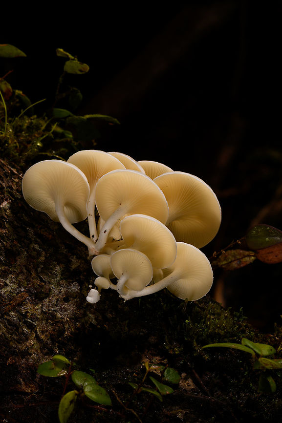 Large White Fungi - diagonal 1, La Isla Escondida, Colombia Here&#039;s another example of off-camera flash, also called creative lighting. Although the subject may be somewhat dull and the result not that shocking, this one is pretty tedious to pull off succesfully. It took 3 people and about 15 minutes of trial and error. <br />
<br />
The setup is one photographer (me) and two people each holding a remote flash unit, which I trigger when taking the shot. In both shots, the cluster of fungi is both bottom and top lit, hence two units. Both units need a precise distance, to avoid overexposure or underexposure. Much more tedious though is the angle of each unit. Slightly off and the foreground would be overexposed, and the subject not well isolated, or it would cast ugly shadows on foreground subjects. You can see how the first shot, the frontal one, has some slight issues in that area. If desired, one could also control the flash strength of each unit, but I didn&#039;t in this case, I used distance instead. <br />
<br />
I&#039;m sharing two shots and for each shots 3 crops, to show that besides lighting, focus and depth of field were also precisely controlled down to the pixel level.<br />
<br />
Here&#039;s a version where all I did is to cool the white balance, suggesting moon light:<br />
<a href="https://www.flickr.com/photos/fledder/32746451368/in/datetaken/" rel="nofollow">https://www.flickr.com/photos/fledder/32746451368/in/datetaken/</a><br />
<br />
You have to believe me that my intention in explaining this process is not to brag, instead to just share ideas. Creative lighting is a lot of fun. It&#039;s not a game of skill, rather a game of patience, trial and error, and ideas. <br />
<br />
<figure class="photo"><a href="https://www.jungledragon.com/image/72260/large_white_fungi_-_front_1_la_isla_escondida_colombia.html" title="Large White Fungi - front 1, La Isla Escondida, Colombia"><img src="https://s3.amazonaws.com/media.jungledragon.com/images/2/72260_thumb.jpg?AWSAccessKeyId=05GMT0V3GWVNE7GGM1R2&Expires=1759968010&Signature=y61Z4LkqcsHZ5ELgZ%2FVFDtTUsg4%3D" width="200" height="172" alt="Large White Fungi - front 1, La Isla Escondida, Colombia Here&#039;s another example of off-camera flash, also called creative lighting. Although the subject may be somewhat dull and the result not that shocking, this one is pretty tedious to pull off succesfully. It took 3 people and about 15 minutes of trial and error. <br />
<br />
The setup is one photographer (me) and two people each holding a remote flash unit, which I trigger when taking the shot. In both shots, the cluster of fungi is both bottom and top lit, hence two units. Both units need a precise distance, to avoid overexposure or underexposure. Much more tedious though is the angle of each unit. Slightly off and the foreground would be overexposed, and the subject not well isolated, or it would cast ugly shadows on foreground subjects. You can see how the first shot, the frontal one, has some slight issues in that area. If desired, one could also control the flash strength of each unit, but I didn&#039;t in this case, I used distance instead. <br />
<br />
I&#039;m sharing two shots and for each shots 3 crops, to show that besides lighting, focus and depth of field were also precisely controlled down to the pixel level.<br />
<br />
Here&#039;s a version where all I did is to cool the white balance, suggesting moon light:<br />
https://www.flickr.com/photos/fledder/32746451368/in/datetaken/<br />
<br />
You have to believe me that my intention in explaining this process is not to brag, instead to just share ideas. Creative lighting is a lot of fun. It&#039;s not a game of skill, rather a game of patience, trial and error, and ideas. <br />
<br />
https://www.jungledragon.com/image/72260/large_white_fungi_-_front_1_la_isla_escondida_colombia.html<br />
https://www.jungledragon.com/image/72261/large_white_fungi_-_front_2_la_isla_escondida_colombia.html<br />
https://www.jungledragon.com/image/72259/large_white_fungi_-_front_3_la_isla_escondida_colombia.html<br />
https://www.jungledragon.com/image/72264/large_white_fungi_-_diagonal_1_la_isla_escondida_colombia.html<br />
https://www.jungledragon.com/image/72263/large_white_fungi_-_diagonal_2_la_isla_escondida_colombia.html<br />
https://www.jungledragon.com/image/72262/large_white_fungi_-_diagonal_3_la_isla_escondida_colombia.html Colombia,Colombia 2018,Colombia South,La Isla Escondida,Putumayo,South America,World" /></a></figure><br />
<figure class="photo"><a href="https://www.jungledragon.com/image/72261/large_white_fungi_-_front_2_la_isla_escondida_colombia.html" title="Large White Fungi - front 2, La Isla Escondida, Colombia"><img src="https://s3.amazonaws.com/media.jungledragon.com/images/2/72261_thumb.jpg?AWSAccessKeyId=05GMT0V3GWVNE7GGM1R2&Expires=1759968010&Signature=24CbchlJXbsT3wsy756OQ9oZL3M%3D" width="200" height="172" alt="Large White Fungi - front 2, La Isla Escondida, Colombia Here&#039;s another example of off-camera flash, also called creative lighting. Although the subject may be somewhat dull and the result not that shocking, this one is pretty tedious to pull off succesfully. It took 3 people and about 15 minutes of trial and error. <br />
<br />
The setup is one photographer (me) and two people each holding a remote flash unit, which I trigger when taking the shot. In both shots, the cluster of fungi is both bottom and top lit, hence two units. Both units need a precise distance, to avoid overexposure or underexposure. Much more tedious though is the angle of each unit. Slightly off and the foreground would be overexposed, and the subject not well isolated, or it would cast ugly shadows on foreground subjects. You can see how the first shot, the frontal one, has some slight issues in that area. If desired, one could also control the flash strength of each unit, but I didn&#039;t in this case, I used distance instead. <br />
<br />
I&#039;m sharing two shots and for each shots 3 crops, to show that besides lighting, focus and depth of field were also precisely controlled down to the pixel level.<br />
<br />
Here&#039;s a version where all I did is to cool the white balance, suggesting moon light:<br />
https://www.flickr.com/photos/fledder/32746451368/in/datetaken/<br />
<br />
You have to believe me that my intention in explaining this process is not to brag, instead to just share ideas. Creative lighting is a lot of fun. It&#039;s not a game of skill, rather a game of patience, trial and error, and ideas. <br />
<br />
https://www.jungledragon.com/image/72260/large_white_fungi_-_front_1_la_isla_escondida_colombia.html<br />
https://www.jungledragon.com/image/72261/large_white_fungi_-_front_2_la_isla_escondida_colombia.html<br />
https://www.jungledragon.com/image/72259/large_white_fungi_-_front_3_la_isla_escondida_colombia.html<br />
https://www.jungledragon.com/image/72264/large_white_fungi_-_diagonal_1_la_isla_escondida_colombia.html<br />
https://www.jungledragon.com/image/72263/large_white_fungi_-_diagonal_2_la_isla_escondida_colombia.html<br />
https://www.jungledragon.com/image/72262/large_white_fungi_-_diagonal_3_la_isla_escondida_colombia.html Colombia,Colombia 2018,Colombia South,La Isla Escondida,Putumayo,South America,World" /></a></figure><br />
<figure class="photo"><a href="https://www.jungledragon.com/image/72259/large_white_fungi_-_front_3_la_isla_escondida_colombia.html" title="Large White Fungi - front 3, La Isla Escondida, Colombia"><img src="https://s3.amazonaws.com/media.jungledragon.com/images/2/72259_thumb.jpg?AWSAccessKeyId=05GMT0V3GWVNE7GGM1R2&Expires=1759968010&Signature=ngqidciUd%2FBoaIF%2FqYU%2FAbEyqKQ%3D" width="200" height="172" alt="Large White Fungi - front 3, La Isla Escondida, Colombia Here&#039;s another example of off-camera flash, also called creative lighting. Although the subject may be somewhat dull and the result not that shocking, this one is pretty tedious to pull off succesfully. It took 3 people and about 15 minutes of trial and error. <br />
<br />
The setup is one photographer (me) and two people each holding a remote flash unit, which I trigger when taking the shot. In both shots, the cluster of fungi is both bottom and top lit, hence two units. Both units need a precise distance, to avoid overexposure or underexposure. Much more tedious though is the angle of each unit. Slightly off and the foreground would be overexposed, and the subject not well isolated, or it would cast ugly shadows on foreground subjects. You can see how the first shot, the frontal one, has some slight issues in that area. If desired, one could also control the flash strength of each unit, but I didn&#039;t in this case, I used distance instead. <br />
<br />
I&#039;m sharing two shots and for each shots 3 crops, to show that besides lighting, focus and depth of field were also precisely controlled down to the pixel level.<br />
<br />
Here&#039;s a version where all I did is to cool the white balance, suggesting moon light:<br />
https://www.flickr.com/photos/fledder/32746451368/in/datetaken/<br />
<br />
You have to believe me that my intention in explaining this process is not to brag, instead to just share ideas. Creative lighting is a lot of fun. It&#039;s not a game of skill, rather a game of patience, trial and error, and ideas. <br />
<br />
https://www.jungledragon.com/image/72260/large_white_fungi_-_front_1_la_isla_escondida_colombia.html<br />
https://www.jungledragon.com/image/72261/large_white_fungi_-_front_2_la_isla_escondida_colombia.html<br />
https://www.jungledragon.com/image/72259/large_white_fungi_-_front_3_la_isla_escondida_colombia.html<br />
https://www.jungledragon.com/image/72264/large_white_fungi_-_diagonal_1_la_isla_escondida_colombia.html<br />
https://www.jungledragon.com/image/72263/large_white_fungi_-_diagonal_2_la_isla_escondida_colombia.html<br />
https://www.jungledragon.com/image/72262/large_white_fungi_-_diagonal_3_la_isla_escondida_colombia.html Colombia,Colombia 2018,Colombia South,La Isla Escondida,Putumayo,South America,World" /></a></figure><br />
<figure class="photo"><a href="https://www.jungledragon.com/image/72264/large_white_fungi_-_diagonal_1_la_isla_escondida_colombia.html" title="Large White Fungi - diagonal 1, La Isla Escondida, Colombia"><img src="https://s3.amazonaws.com/media.jungledragon.com/images/2/72264_thumb.jpg?AWSAccessKeyId=05GMT0V3GWVNE7GGM1R2&Expires=1759968010&Signature=PY5dr9yDinq5daotca64eYBoafg%3D" width="102" height="152" alt="Large White Fungi - diagonal 1, La Isla Escondida, Colombia Here&#039;s another example of off-camera flash, also called creative lighting. Although the subject may be somewhat dull and the result not that shocking, this one is pretty tedious to pull off succesfully. It took 3 people and about 15 minutes of trial and error. <br />
<br />
The setup is one photographer (me) and two people each holding a remote flash unit, which I trigger when taking the shot. In both shots, the cluster of fungi is both bottom and top lit, hence two units. Both units need a precise distance, to avoid overexposure or underexposure. Much more tedious though is the angle of each unit. Slightly off and the foreground would be overexposed, and the subject not well isolated, or it would cast ugly shadows on foreground subjects. You can see how the first shot, the frontal one, has some slight issues in that area. If desired, one could also control the flash strength of each unit, but I didn&#039;t in this case, I used distance instead. <br />
<br />
I&#039;m sharing two shots and for each shots 3 crops, to show that besides lighting, focus and depth of field were also precisely controlled down to the pixel level.<br />
<br />
Here&#039;s a version where all I did is to cool the white balance, suggesting moon light:<br />
https://www.flickr.com/photos/fledder/32746451368/in/datetaken/<br />
<br />
You have to believe me that my intention in explaining this process is not to brag, instead to just share ideas. Creative lighting is a lot of fun. It&#039;s not a game of skill, rather a game of patience, trial and error, and ideas. <br />
<br />
https://www.jungledragon.com/image/72260/large_white_fungi_-_front_1_la_isla_escondida_colombia.html<br />
https://www.jungledragon.com/image/72261/large_white_fungi_-_front_2_la_isla_escondida_colombia.html<br />
https://www.jungledragon.com/image/72259/large_white_fungi_-_front_3_la_isla_escondida_colombia.html<br />
https://www.jungledragon.com/image/72264/large_white_fungi_-_diagonal_1_la_isla_escondida_colombia.html<br />
https://www.jungledragon.com/image/72263/large_white_fungi_-_diagonal_2_la_isla_escondida_colombia.html<br />
https://www.jungledragon.com/image/72262/large_white_fungi_-_diagonal_3_la_isla_escondida_colombia.html Colombia,Colombia 2018,Colombia South,La Isla Escondida,Putumayo,South America,World" /></a></figure><br />
<figure class="photo"><a href="https://www.jungledragon.com/image/72263/large_white_fungi_-_diagonal_2_la_isla_escondida_colombia.html" title="Large White Fungi - diagonal 2, La Isla Escondida, Colombia"><img src="https://s3.amazonaws.com/media.jungledragon.com/images/2/72263_thumb.jpg?AWSAccessKeyId=05GMT0V3GWVNE7GGM1R2&Expires=1759968010&Signature=nrPAEUIdXyLzYUFdBIxqiwh3DXg%3D" width="140" height="152" alt="Large White Fungi - diagonal 2, La Isla Escondida, Colombia Here&#039;s another example of off-camera flash, also called creative lighting. Although the subject may be somewhat dull and the result not that shocking, this one is pretty tedious to pull off succesfully. It took 3 people and about 15 minutes of trial and error. <br />
<br />
The setup is one photographer (me) and two people each holding a remote flash unit, which I trigger when taking the shot. In both shots, the cluster of fungi is both bottom and top lit, hence two units. Both units need a precise distance, to avoid overexposure or underexposure. Much more tedious though is the angle of each unit. Slightly off and the foreground would be overexposed, and the subject not well isolated, or it would cast ugly shadows on foreground subjects. You can see how the first shot, the frontal one, has some slight issues in that area. If desired, one could also control the flash strength of each unit, but I didn&#039;t in this case, I used distance instead. <br />
<br />
I&#039;m sharing two shots and for each shots 3 crops, to show that besides lighting, focus and depth of field were also precisely controlled down to the pixel level.<br />
<br />
Here&#039;s a version where all I did is to cool the white balance, suggesting moon light:<br />
https://www.flickr.com/photos/fledder/32746451368/in/datetaken/<br />
<br />
You have to believe me that my intention in explaining this process is not to brag, instead to just share ideas. Creative lighting is a lot of fun. It&#039;s not a game of skill, rather a game of patience, trial and error, and ideas. <br />
<br />
https://www.jungledragon.com/image/72260/large_white_fungi_-_front_1_la_isla_escondida_colombia.html<br />
https://www.jungledragon.com/image/72261/large_white_fungi_-_front_2_la_isla_escondida_colombia.html<br />
https://www.jungledragon.com/image/72259/large_white_fungi_-_front_3_la_isla_escondida_colombia.html<br />
https://www.jungledragon.com/image/72264/large_white_fungi_-_diagonal_1_la_isla_escondida_colombia.html<br />
https://www.jungledragon.com/image/72263/large_white_fungi_-_diagonal_2_la_isla_escondida_colombia.html<br />
https://www.jungledragon.com/image/72262/large_white_fungi_-_diagonal_3_la_isla_escondida_colombia.html Colombia,Colombia 2018,Colombia South,La Isla Escondida,Putumayo,South America,World" /></a></figure><br />
<figure class="photo"><a href="https://www.jungledragon.com/image/72262/large_white_fungi_-_diagonal_3_la_isla_escondida_colombia.html" title="Large White Fungi - diagonal 3, La Isla Escondida, Colombia"><img src="https://s3.amazonaws.com/media.jungledragon.com/images/2/72262_thumb.jpg?AWSAccessKeyId=05GMT0V3GWVNE7GGM1R2&Expires=1759968010&Signature=yPdIQF3REhwjJRfnCd1VWGFWY6w%3D" width="200" height="138" alt="Large White Fungi - diagonal 3, La Isla Escondida, Colombia Here&#039;s another example of off-camera flash, also called creative lighting. Although the subject may be somewhat dull and the result not that shocking, this one is pretty tedious to pull off succesfully. It took 3 people and about 15 minutes of trial and error. <br />
<br />
The setup is one photographer (me) and two people each holding a remote flash unit, which I trigger when taking the shot. In both shots, the cluster of fungi is both bottom and top lit, hence two units. Both units need a precise distance, to avoid overexposure or underexposure. Much more tedious though is the angle of each unit. Slightly off and the foreground would be overexposed, and the subject not well isolated, or it would cast ugly shadows on foreground subjects. You can see how the first shot, the frontal one, has some slight issues in that area. If desired, one could also control the flash strength of each unit, but I didn&#039;t in this case, I used distance instead. <br />
<br />
I&#039;m sharing two shots and for each shots 3 crops, to show that besides lighting, focus and depth of field were also precisely controlled down to the pixel level.<br />
<br />
Here&#039;s a version where all I did is to cool the white balance, suggesting moon light:<br />
https://www.flickr.com/photos/fledder/32746451368/in/datetaken/<br />
<br />
You have to believe me that my intention in explaining this process is not to brag, instead to just share ideas. Creative lighting is a lot of fun. It&#039;s not a game of skill, rather a game of patience, trial and error, and ideas. <br />
<br />
https://www.jungledragon.com/image/72260/large_white_fungi_-_front_1_la_isla_escondida_colombia.html<br />
https://www.jungledragon.com/image/72261/large_white_fungi_-_front_2_la_isla_escondida_colombia.html<br />
https://www.jungledragon.com/image/72259/large_white_fungi_-_front_3_la_isla_escondida_colombia.html<br />
https://www.jungledragon.com/image/72264/large_white_fungi_-_diagonal_1_la_isla_escondida_colombia.html<br />
https://www.jungledragon.com/image/72263/large_white_fungi_-_diagonal_2_la_isla_escondida_colombia.html<br />
https://www.jungledragon.com/image/72262/large_white_fungi_-_diagonal_3_la_isla_escondida_colombia.html Colombia,Colombia 2018,Colombia South,La Isla Escondida,Putumayo,South America,World" /></a></figure> Colombia,Colombia 2018,Colombia South,La Isla Escondida,Putumayo,South America,World