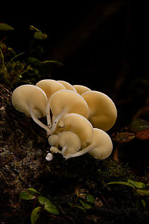 Large White Fungi - diagonal 1, La Isla Escondida, Colombia Here's another example of off-camera flash, also called creative lighting. Although the subject may be somewhat dull and the result not that shocking, this one is pretty tedious to pull off succesfully. It took 3 people and about 15 minutes of trial and error. 

The setup is one photographer (me) and two people each holding a remote flash unit, which I trigger when taking the shot. In both shots, the cluster of fungi is both bottom and top lit, hence two units. Both units need a precise distance, to avoid overexposure or underexposure. Much more tedious though is the angle of each unit. Slightly off and the foreground would be overexposed, and the subject not well isolated, or it would cast ugly shadows on foreground subjects. You can see how the first shot, the frontal one, has some slight issues in that area. If desired, one could also control the flash strength of each unit, but I didn't in this case, I used distance instead. 

I'm sharing two shots and for each shots 3 crops, to show that besides lighting, focus and depth of field were also precisely controlled down to the pixel level.

Here's a version where all I did is to cool the white balance, suggesting moon light:
https://www.flickr.com/photos/fledder/32746451368/in/datetaken/

You have to believe me that my intention in explaining this process is not to brag, instead to just share ideas. Creative lighting is a lot of fun. It's not a game of skill, rather a game of patience, trial and error, and ideas. 

https://www.jungledragon.com/image/72260/large_white_fungi_-_front_1_la_isla_escondida_colombia.html
https://www.jungledragon.com/image/72261/large_white_fungi_-_front_2_la_isla_escondida_colombia.html
https://www.jungledragon.com/image/72259/large_white_fungi_-_front_3_la_isla_escondida_colombia.html
https://www.jungledragon.com/image/72264/large_white_fungi_-_diagonal_1_la_isla_escondida_colombia.html
https://www.jungledragon.com/image/72263/large_white_fungi_-_diagonal_2_la_isla_escondida_colombia.html
https://www.jungledragon.com/image/72262/large_white_fungi_-_diagonal_3_la_isla_escondida_colombia.html Colombia,Colombia 2018,Colombia South,La Isla Escondida,Putumayo,South America,World