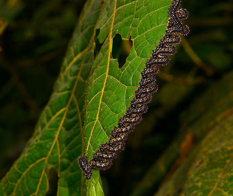 Array of larvae shredding leaf, La Isla Escondida, Colombia omnomnom x 18!
https://www.jungledragon.com/image/72269/array_of_larvae_shredding_leaf_-_2_la_isla_escondida_colombia.html
https://www.jungledragon.com/image/72268/array_of_larvae_shredding_leaf_-_closeup_la_isla_escondida_colombia.html Colombia,Colombia 2018,Colombia South,Fall,Geotagged,La Isla Escondida,Putumayo,South America,World