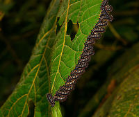 Array of larvae shredding leaf, La Isla Escondida, Colombia omnomnom x 18!<br />
https://www.jungledragon.com/image/72269/array_of_larvae_shredding_leaf_-_2_la_isla_escondida_colombia.html<br />
https://www.jungledragon.com/image/72268/array_of_larvae_shredding_leaf_-_closeup_la_isla_escondida_colombia.html Colombia,Colombia 2018,Colombia South,Fall,Geotagged,La Isla Escondida,Putumayo,South America,World