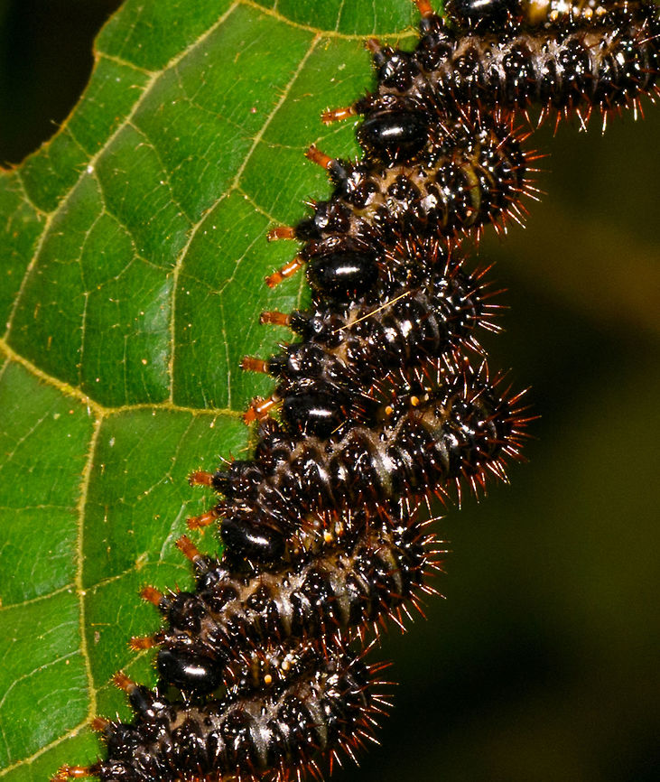 Array of larvae shredding leaf - closeup, La Isla Escondida, Colombia omnomnom x 18!<br />
<figure class="photo"><a href="https://www.jungledragon.com/image/72267/array_of_larvae_shredding_leaf_la_isla_escondida_colombia.html" title="Array of larvae shredding leaf, La Isla Escondida, Colombia"><img src="https://s3.amazonaws.com/media.jungledragon.com/images/2/72267_thumb.jpg?AWSAccessKeyId=05GMT0V3GWVNE7GGM1R2&Expires=1769040010&Signature=fo1ZyToOfLDh7v%2FQxyrIfc0vzCw%3D" width="200" height="170" alt="Array of larvae shredding leaf, La Isla Escondida, Colombia omnomnom x 18!<br />
https://www.jungledragon.com/image/72269/array_of_larvae_shredding_leaf_-_2_la_isla_escondida_colombia.html<br />
https://www.jungledragon.com/image/72268/array_of_larvae_shredding_leaf_-_closeup_la_isla_escondida_colombia.html Colombia,Colombia 2018,Colombia South,Fall,Geotagged,La Isla Escondida,Putumayo,South America,World" /></a></figure><br />
<figure class="photo"><a href="https://www.jungledragon.com/image/72269/array_of_larvae_shredding_leaf_-_2_la_isla_escondida_colombia.html" title="Array of larvae shredding leaf - 2, La Isla Escondida, Colombia"><img src="https://s3.amazonaws.com/media.jungledragon.com/images/2/72269_thumb.jpg?AWSAccessKeyId=05GMT0V3GWVNE7GGM1R2&Expires=1769040010&Signature=2PtCBM82MDxjUkWDWHIskH7CSo4%3D" width="200" height="114" alt="Array of larvae shredding leaf - 2, La Isla Escondida, Colombia omnomnom x 18!<br />
https://www.jungledragon.com/image/72267/array_of_larvae_shredding_leaf_la_isla_escondida_colombia.html<br />
https://www.jungledragon.com/image/72268/array_of_larvae_shredding_leaf_-_closeup_la_isla_escondida_colombia.html Colombia,Colombia 2018,Colombia South,Fall,Geotagged,La Isla Escondida,Putumayo,South America,World" /></a></figure> Colombia,Colombia 2018,Colombia South,Fall,Geotagged,La Isla Escondida,Putumayo,South America,World