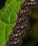 Array of larvae shredding leaf - closeup, La Isla Escondida, Colombia omnomnom x 18!<br />
https://www.jungledragon.com/image/72267/array_of_larvae_shredding_leaf_la_isla_escondida_colombia.html<br />
https://www.jungledragon.com/image/72269/array_of_larvae_shredding_leaf_-_2_la_isla_escondida_colombia.html Colombia,Colombia 2018,Colombia South,Fall,Geotagged,La Isla Escondida,Putumayo,South America,World