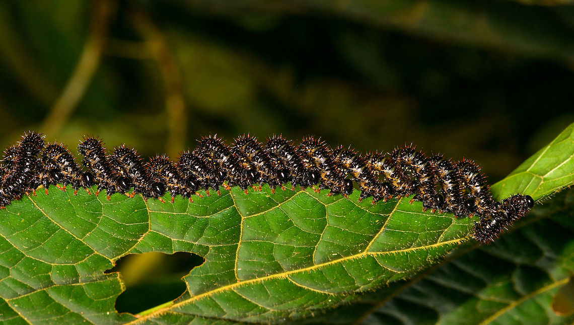 Array of larvae shredding leaf - 2, La Isla Escondida, Colombia omnomnom x 18!<br />
<figure class="photo"><a href="https://www.jungledragon.com/image/72267/array_of_larvae_shredding_leaf_la_isla_escondida_colombia.html" title="Array of larvae shredding leaf, La Isla Escondida, Colombia"><img src="https://s3.amazonaws.com/media.jungledragon.com/images/2/72267_thumb.jpg?AWSAccessKeyId=05GMT0V3GWVNE7GGM1R2&Expires=1769040010&Signature=fo1ZyToOfLDh7v%2FQxyrIfc0vzCw%3D" width="200" height="170" alt="Array of larvae shredding leaf, La Isla Escondida, Colombia omnomnom x 18!<br />
https://www.jungledragon.com/image/72269/array_of_larvae_shredding_leaf_-_2_la_isla_escondida_colombia.html<br />
https://www.jungledragon.com/image/72268/array_of_larvae_shredding_leaf_-_closeup_la_isla_escondida_colombia.html Colombia,Colombia 2018,Colombia South,Fall,Geotagged,La Isla Escondida,Putumayo,South America,World" /></a></figure><br />
<figure class="photo"><a href="https://www.jungledragon.com/image/72268/array_of_larvae_shredding_leaf_-_closeup_la_isla_escondida_colombia.html" title="Array of larvae shredding leaf - closeup, La Isla Escondida, Colombia"><img src="https://s3.amazonaws.com/media.jungledragon.com/images/2/72268_thumb.jpg?AWSAccessKeyId=05GMT0V3GWVNE7GGM1R2&Expires=1769040010&Signature=2t6nJm2mZJhrEixE3UbiVc2xip8%3D" width="130" height="152" alt="Array of larvae shredding leaf - closeup, La Isla Escondida, Colombia omnomnom x 18!<br />
https://www.jungledragon.com/image/72267/array_of_larvae_shredding_leaf_la_isla_escondida_colombia.html<br />
https://www.jungledragon.com/image/72269/array_of_larvae_shredding_leaf_-_2_la_isla_escondida_colombia.html Colombia,Colombia 2018,Colombia South,Fall,Geotagged,La Isla Escondida,Putumayo,South America,World" /></a></figure> Colombia,Colombia 2018,Colombia South,Fall,Geotagged,La Isla Escondida,Putumayo,South America,World