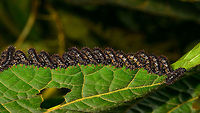 Array of larvae shredding leaf - 2, La Isla Escondida, Colombia omnomnom x 18!<br />
https://www.jungledragon.com/image/72267/array_of_larvae_shredding_leaf_la_isla_escondida_colombia.html<br />
https://www.jungledragon.com/image/72268/array_of_larvae_shredding_leaf_-_closeup_la_isla_escondida_colombia.html Colombia,Colombia 2018,Colombia South,Fall,Geotagged,La Isla Escondida,Putumayo,South America,World