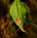 Orange Lepanthes sp., La Isla Escondida, Colombia Quite a beautiful and intact lepanthes (miniature orchid) found by our guide Manuel. Species ID is in progress but the first signs are not that promising. My go-to expert can normally ID almost any lepanthes directly from memory but this one does not ring a bell yet. He suggests it belongs to a group of species similar to Lepanthes agglutinata, with a good chance of this one being undescribed.<br />
<br />
I contacted two other experts and have posted it in a lepanthes group, will update this if/when I know more.<br />
https://www.jungledragon.com/image/72383/orange_lepanthes_sp._-_closeup_la_isla_escondida_colombia.html Colombia,Colombia 2018,Colombia South,La Isla Escondida,Putumayo,South America,World