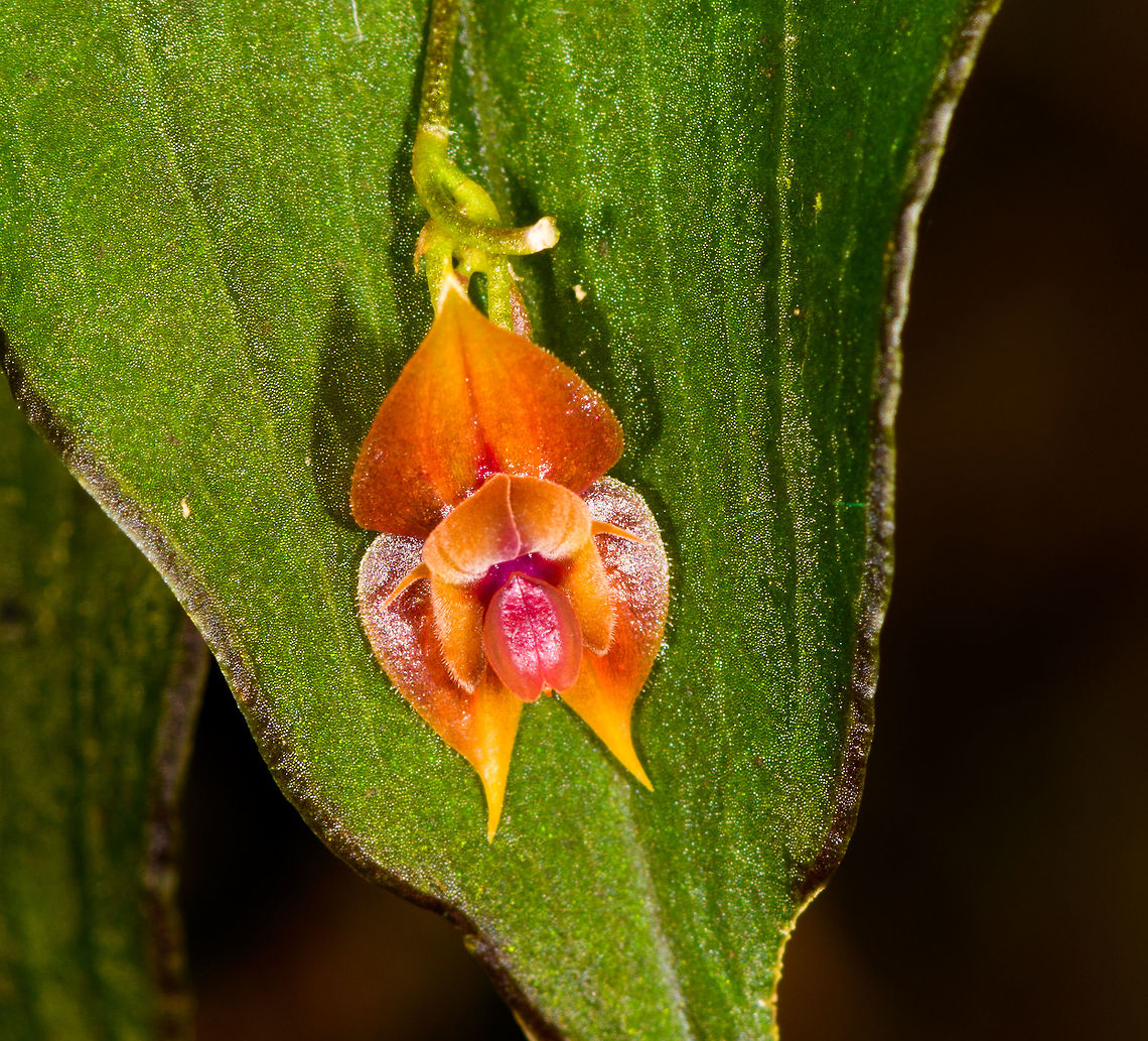 Orange Lepanthes sp. - closeup, La Isla Escondida, Colombia Quite a beautiful and intact lepanthes (miniature orchid) found by our guide Manuel. Species ID is in progress but the first signs are not that promising. My go-to expert can normally ID almost any lepanthes directly from memory but this one does not ring a bell yet. He suggests it belongs to a group of species similar to Lepanthes agglutinata, with a good chance of this one being undescribed.<br />
<br />
I contacted two other experts and have posted it in a lepanthes group, will update this if/when I know more.<br />
<figure class="photo"><a href="https://www.jungledragon.com/image/72382/orange_lepanthes_sp._la_isla_escondida_colombia.html" title="Orange Lepanthes sp., La Isla Escondida, Colombia"><img src="https://s3.amazonaws.com/media.jungledragon.com/images/2/72382_thumb.jpg?AWSAccessKeyId=05GMT0V3GWVNE7GGM1R2&Expires=1759968010&Signature=V7Ul%2BECrIG7XNcq1UoVcHMwO7fM%3D" width="150" height="152" alt="Orange Lepanthes sp., La Isla Escondida, Colombia Quite a beautiful and intact lepanthes (miniature orchid) found by our guide Manuel. Species ID is in progress but the first signs are not that promising. My go-to expert can normally ID almost any lepanthes directly from memory but this one does not ring a bell yet. He suggests it belongs to a group of species similar to Lepanthes agglutinata, with a good chance of this one being undescribed.<br />
<br />
I contacted two other experts and have posted it in a lepanthes group, will update this if/when I know more.<br />
https://www.jungledragon.com/image/72383/orange_lepanthes_sp._-_closeup_la_isla_escondida_colombia.html Colombia,Colombia 2018,Colombia South,La Isla Escondida,Putumayo,South America,World" /></a></figure> Colombia,Colombia 2018,Colombia South,La Isla Escondida,Putumayo,South America,World