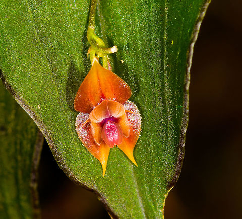 Orange Lepanthes sp. - closeup, La Isla Escondida, Colombia Quite a beautiful and intact lepanthes (miniature orchid) found by our guide Manuel. Species ID is in progress but the first signs are not that promising. My go-to expert can normally ID almost any lepanthes directly from memory but this one does not ring a bell yet. He suggests it belongs to a group of species similar to Lepanthes agglutinata, with a good chance of this one being undescribed.

I contacted two other experts and have posted it in a lepanthes group, will update this if/when I know more.
https://www.jungledragon.com/image/72382/orange_lepanthes_sp._la_isla_escondida_colombia.html Colombia,Colombia 2018,Colombia South,La Isla Escondida,Putumayo,South America,World
