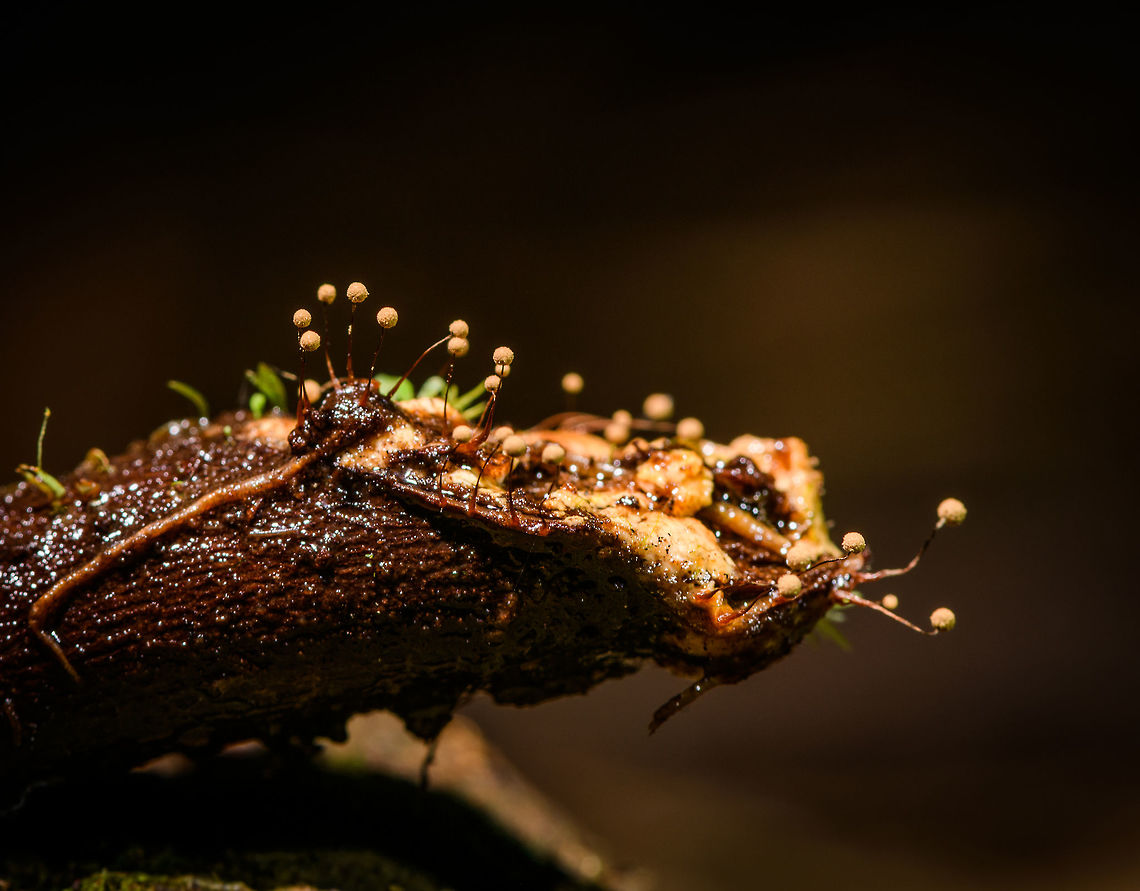Cordyceps sp., La Isla Escondida, Colombia Another example of a cordyceps fungus parasiting on an insect. In this case the victim is strongly decomposed but I believe it was a sizable caterpillar. The cordyceps species has a thin stem ending in a clear light yellow fuzzy bulb. <br />
<br />
I haven't been able to match it to an exact species yet, despite checking a few hundred observations and posting it in a Cordyceps group a few days ago. Colombia,Colombia 2018,Colombia South,La Isla Escondida,Putumayo,South America,World