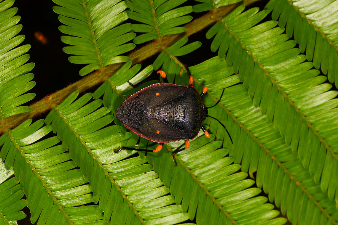 Brachystethus cribrus - top view, La Isla Escondida, Colombia A pretty spectacular stink bug that is not only vibrant, it's very bulky and has a highly reflective black underside, like a piano. ID is somewhat tentative, based on this observation from Brazil:<br />
<a href="https://www.inaturalist.org/taxa/702297-Brachystethus-cribrus" rel="nofollow">https://www.inaturalist.org/taxa/702297-Brachystethus-cribrus</a><br />
<figure class="photo"><a href="https://www.jungledragon.com/image/72386/brachystethus_cribrus_-_side_view_la_isla_escondida_colombia.html" title="Brachystethus cribrus - side view, La Isla Escondida, Colombia"><img src="https://s3.amazonaws.com/media.jungledragon.com/images/2/72386_thumb.jpg?AWSAccessKeyId=05GMT0V3GWVNE7GGM1R2&Expires=1770854410&Signature=fO3%2BuTGX2F1sUQlmQJxV1M5%2FhNo%3D" width="200" height="134" alt="Brachystethus cribrus - side view, La Isla Escondida, Colombia A pretty spectacular stink bug that is not only vibrant, it's very bulky and has a highly reflective black underside, like a piano. ID is somewhat tentative, based on this observation from Brazil:<br />
https://www.inaturalist.org/taxa/702297-Brachystethus-cribrus<br />
https://www.jungledragon.com/image/72385/brachystethus_cribrus_-_top_view_la_isla_escondida_colombia.html Brachystethus cribrus,Colombia,Colombia 2018,Colombia South,La Isla Escondida,Putumayo,South America,World" /></a></figure> Brachystethus cribrus,Colombia,Colombia 2018,Colombia South,La Isla Escondida,Putumayo,South America,World