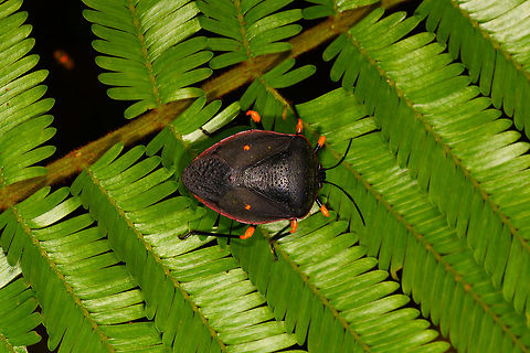 Brachystethus cribrus - top view, La Isla Escondida, Colombia A pretty spectacular stink bug that is not only vibrant, it's very bulky and has a highly reflective black underside, like a piano. ID is somewhat tentative, based on this observation from Brazil:
https://www.inaturalist.org/taxa/702297-Brachystethus-cribrus
https://www.jungledragon.com/image/72386/brachystethus_cribrus_-_side_view_la_isla_escondida_colombia.html Brachystethus cribrus,Colombia,Colombia 2018,Colombia South,La Isla Escondida,Putumayo,South America,World