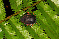 Brachystethus cribrus - top view, La Isla Escondida, Colombia A pretty spectacular stink bug that is not only vibrant, it's very bulky and has a highly reflective black underside, like a piano. ID is somewhat tentative, based on this observation from Brazil:<br />
https://www.inaturalist.org/taxa/702297-Brachystethus-cribrus<br />
https://www.jungledragon.com/image/72386/brachystethus_cribrus_-_side_view_la_isla_escondida_colombia.html Brachystethus cribrus,Colombia,Colombia 2018,Colombia South,La Isla Escondida,Putumayo,South America,World