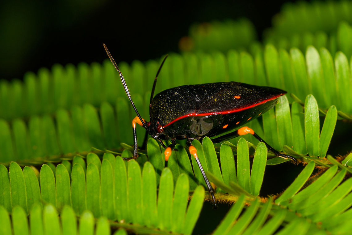 Brachystethus cribrus - side view, La Isla Escondida, Colombia A pretty spectacular stink bug that is not only vibrant, it's very bulky and has a highly reflective black underside, like a piano. ID is somewhat tentative, based on this observation from Brazil:<br />
<a href="https://www.inaturalist.org/taxa/702297-Brachystethus-cribrus" rel="nofollow">https://www.inaturalist.org/taxa/702297-Brachystethus-cribrus</a><br />
<figure class="photo"><a href="https://www.jungledragon.com/image/72385/brachystethus_cribrus_-_top_view_la_isla_escondida_colombia.html" title="Brachystethus cribrus - top view, La Isla Escondida, Colombia"><img src="https://s3.amazonaws.com/media.jungledragon.com/images/2/72385_thumb.jpg?AWSAccessKeyId=05GMT0V3GWVNE7GGM1R2&Expires=1770854410&Signature=bSK25qFUNd%2B8erQOxx5%2FBuiUfdA%3D" width="200" height="134" alt="Brachystethus cribrus - top view, La Isla Escondida, Colombia A pretty spectacular stink bug that is not only vibrant, it's very bulky and has a highly reflective black underside, like a piano. ID is somewhat tentative, based on this observation from Brazil:<br />
https://www.inaturalist.org/taxa/702297-Brachystethus-cribrus<br />
https://www.jungledragon.com/image/72386/brachystethus_cribrus_-_side_view_la_isla_escondida_colombia.html Brachystethus cribrus,Colombia,Colombia 2018,Colombia South,La Isla Escondida,Putumayo,South America,World" /></a></figure> Brachystethus cribrus,Colombia,Colombia 2018,Colombia South,La Isla Escondida,Putumayo,South America,World