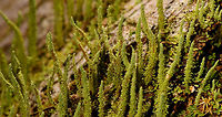 Lengthy green lichen - closeup, La Isla Escondida, Colombia Growing on hardwood, a fallen tree. Including a deep crop as it shows interesting anatomy details: like tiny leafs growing on a stem.<br />
https://www.jungledragon.com/image/72465/lengthy_green_lichen_la_isla_escondida_colombia.html<br />
https://www.jungledragon.com/image/72464/lengthy_green_lichen_-_side_view_la_isla_escondida_colombia.html Colombia,Colombia 2018,Colombia South,Fall,Geotagged,La Isla Escondida,Putumayo,South America,World