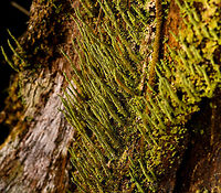 Lengthy green lichen - side view, La Isla Escondida, Colombia Growing on hardwood, a fallen tree. Including a deep crop as it shows interesting anatomy details: like tiny leafs growing on a stem.<br />
https://www.jungledragon.com/image/72465/lengthy_green_lichen_la_isla_escondida_colombia.html<br />
https://www.jungledragon.com/image/72463/lengthy_green_lichen_-_closeup_la_isla_escondida_colombia.html Colombia,Colombia 2018,Colombia South,La Isla Escondida,Putumayo,South America,World