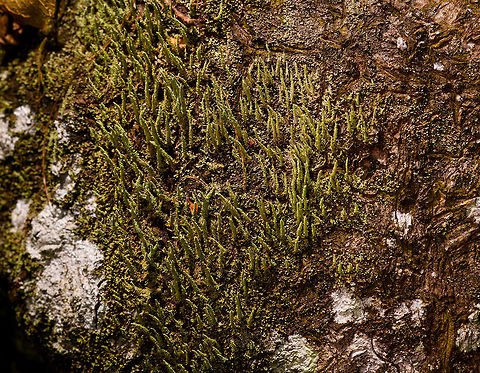Lengthy green lichen, La Isla Escondida, Colombia Growing on hardwood, a fallen tree. Including a deep crop as it shows interesting anatomy details: like tiny leafs growing on a stem.
https://www.jungledragon.com/image/72464/lengthy_green_lichen_-_side_view_la_isla_escondida_colombia.html
https://www.jungledragon.com/image/72463/lengthy_green_lichen_-_closeup_la_isla_escondida_colombia.html Colombia,Colombia 2018,Colombia South,La Isla Escondida,Putumayo,South America,World